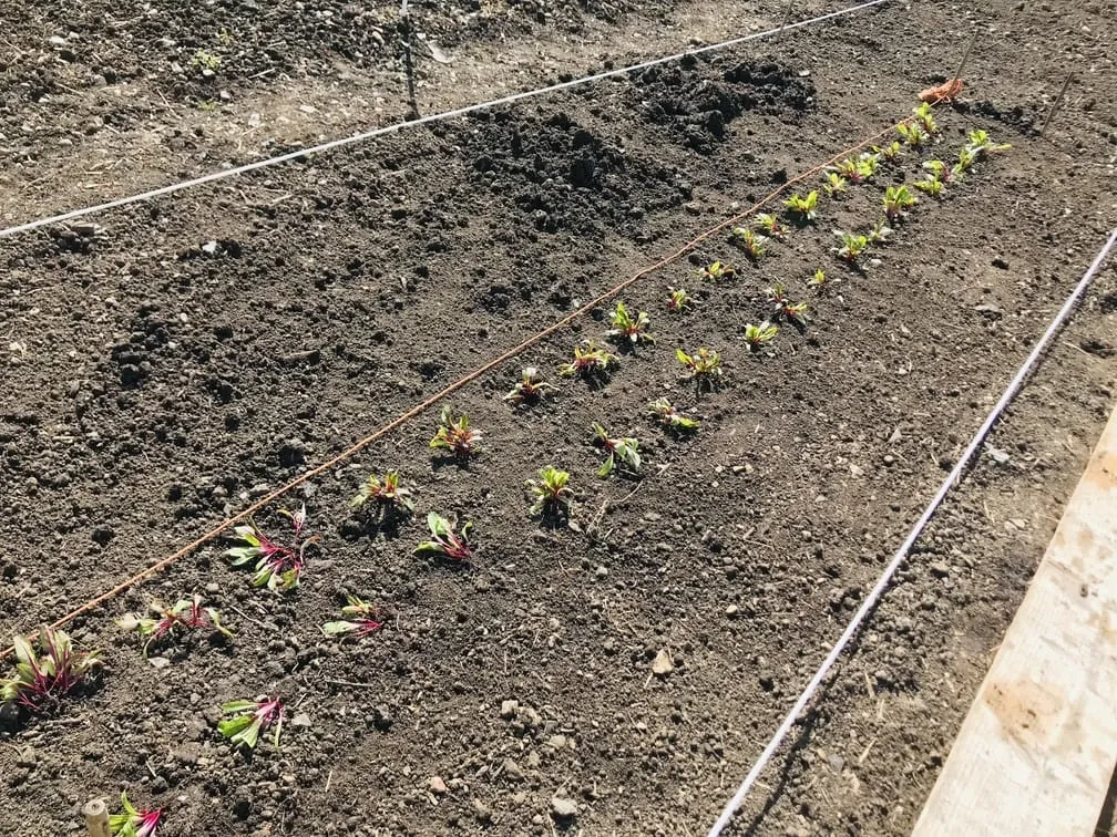 Planting Beetroot at the allotment.