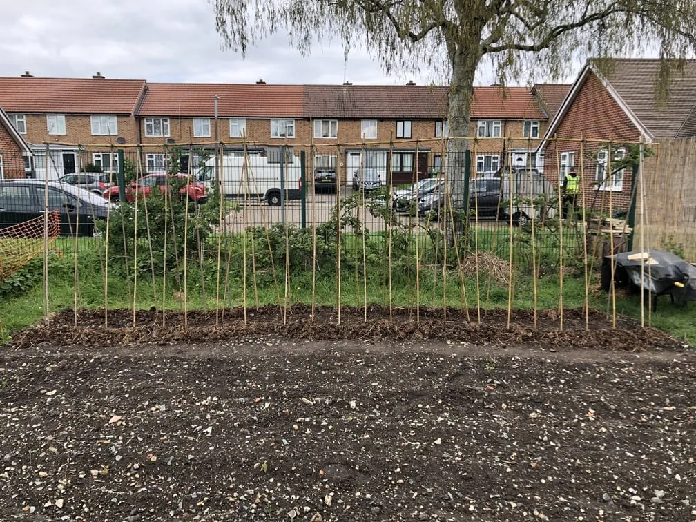 Building a runner bean frame at the allotment.