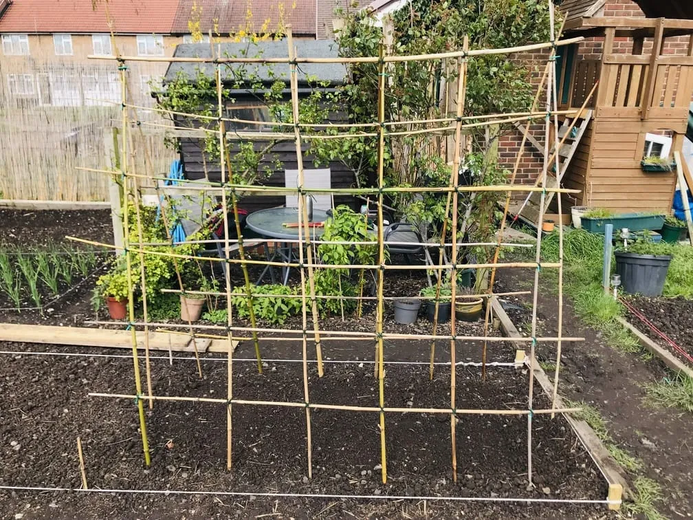 Building a frame for cucumbers at the allotment.