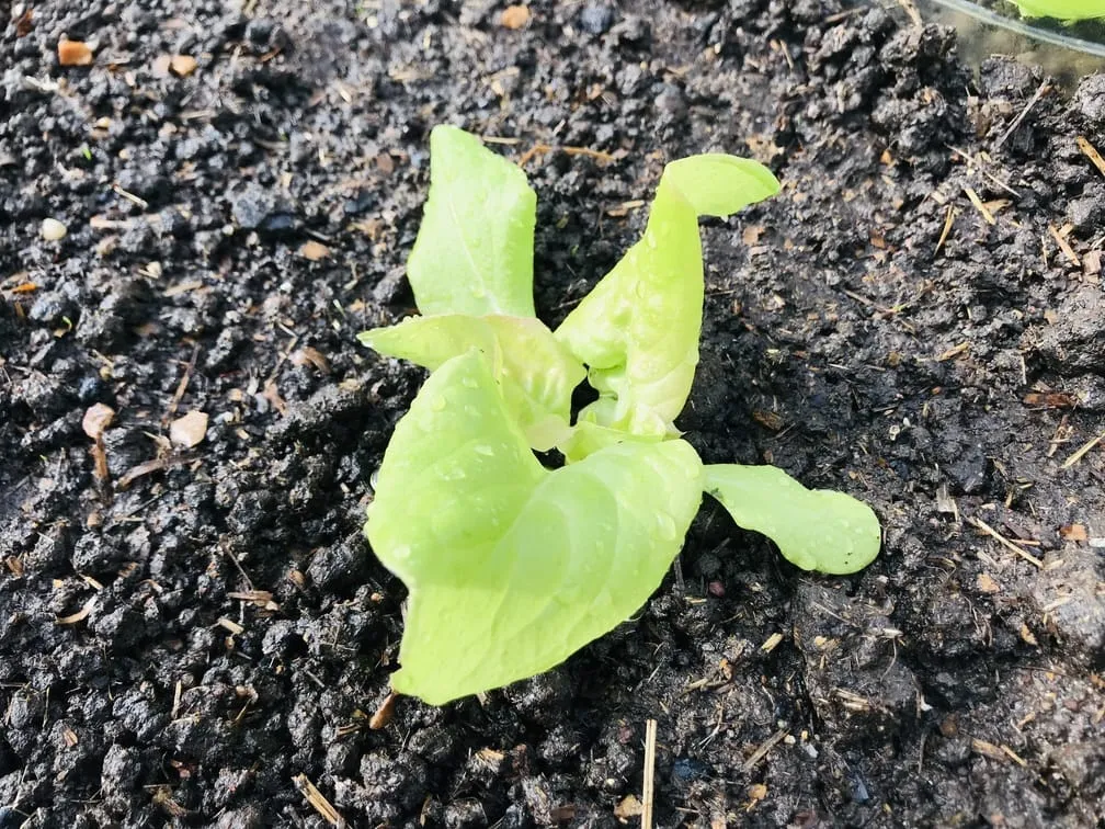 Planting out lettuce and rocket at the allotment.
