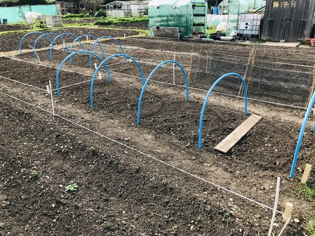 Hoops for cabbages at the allotment.