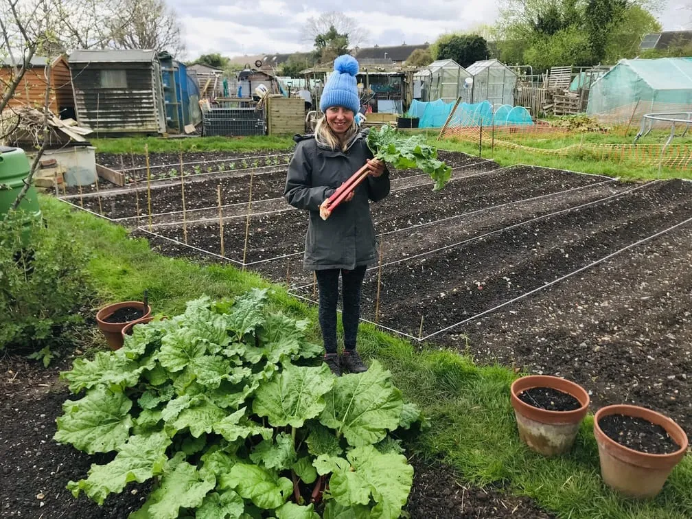 Rhubarb at the allotment.