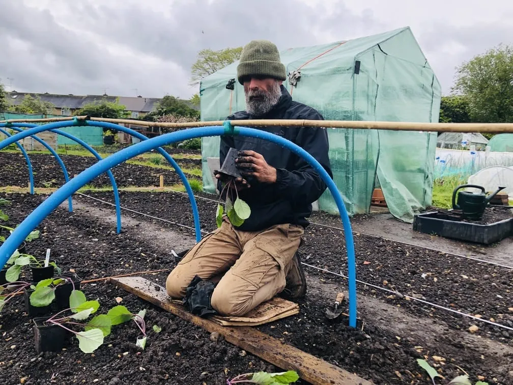 Planting out cabbages on the allotment.