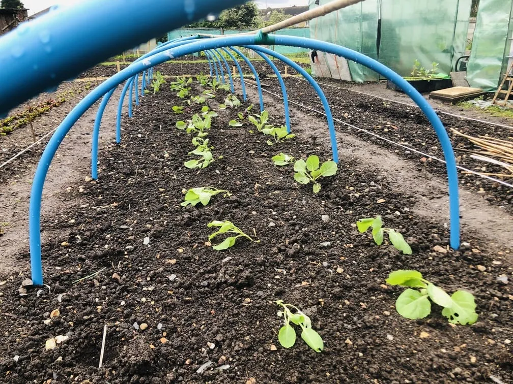Planting out cabbages on the allotment.