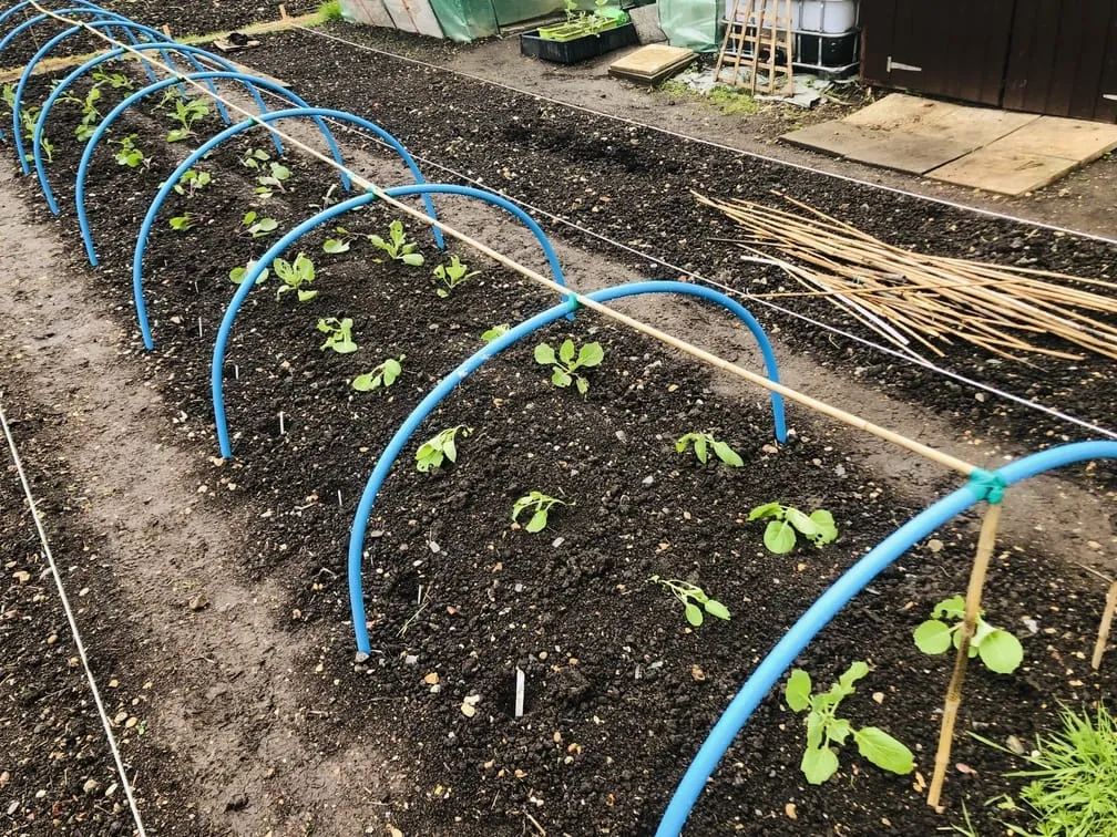 Planting out cabbages on the allotment.