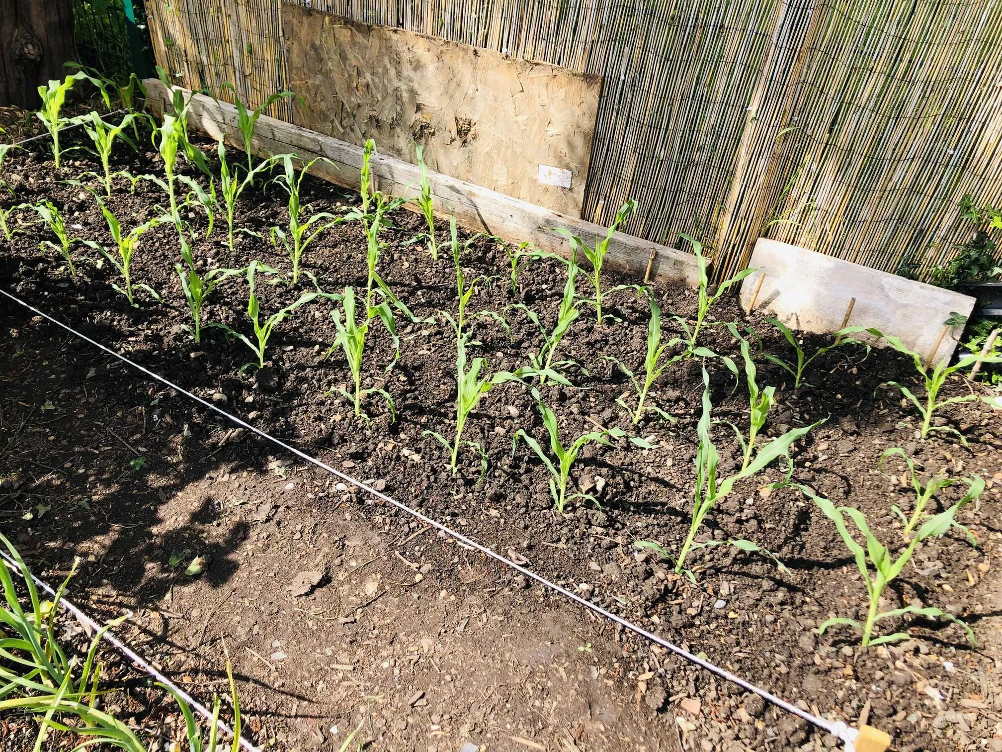 Sweetcorn growing on allotment.