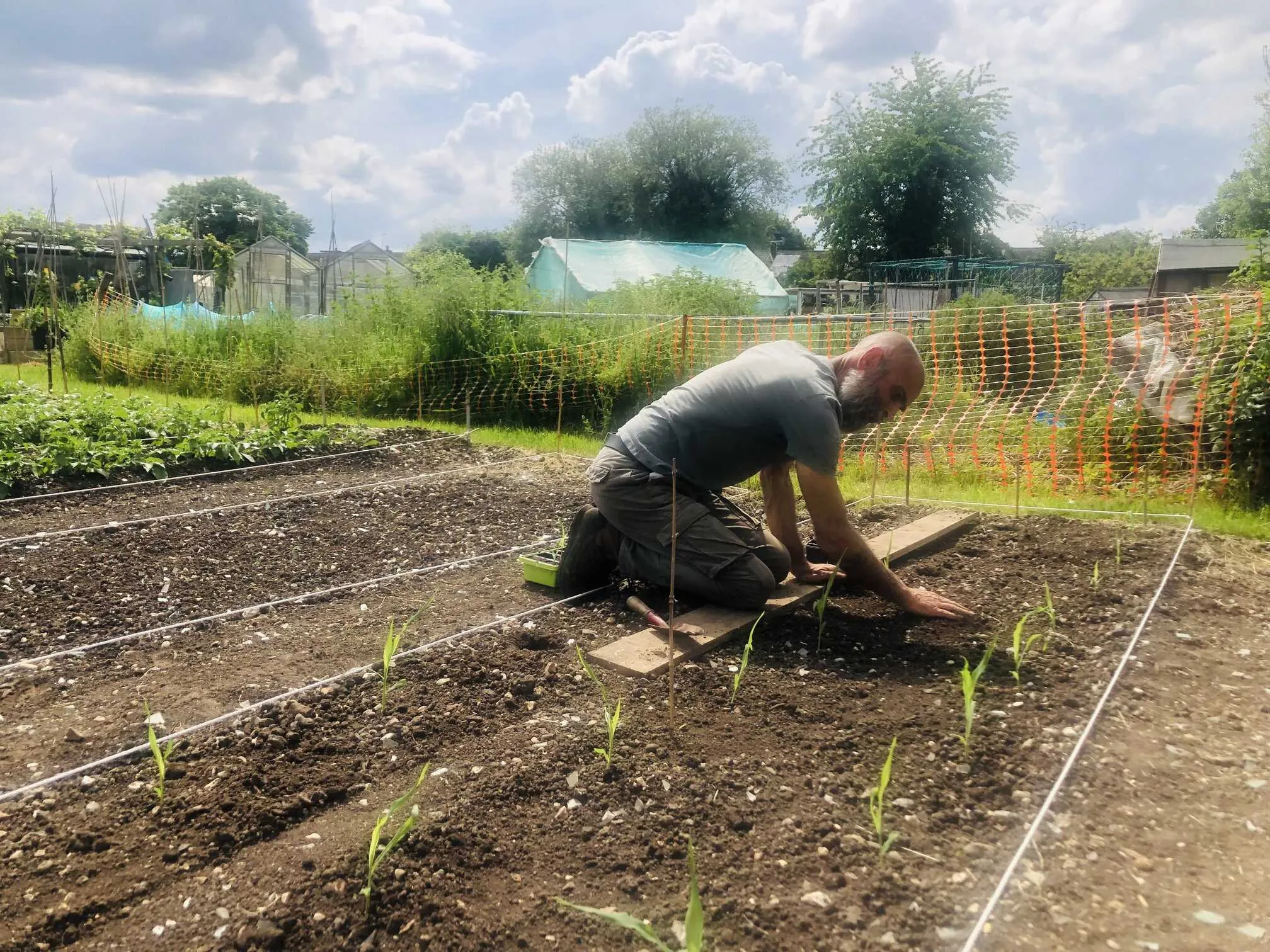 Planting sweetcorn at the allotment.
