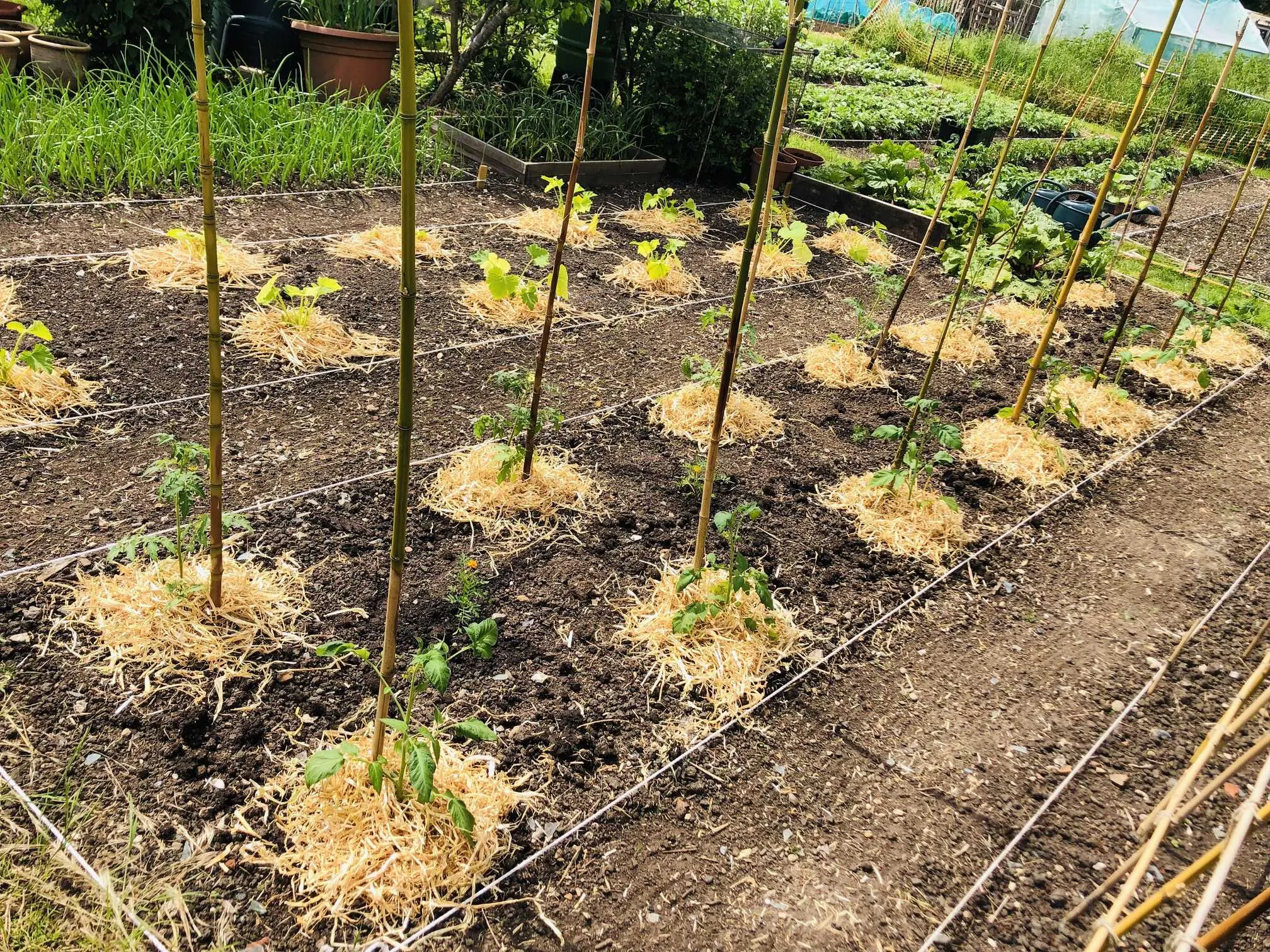 Tomatoes growing on allotment.