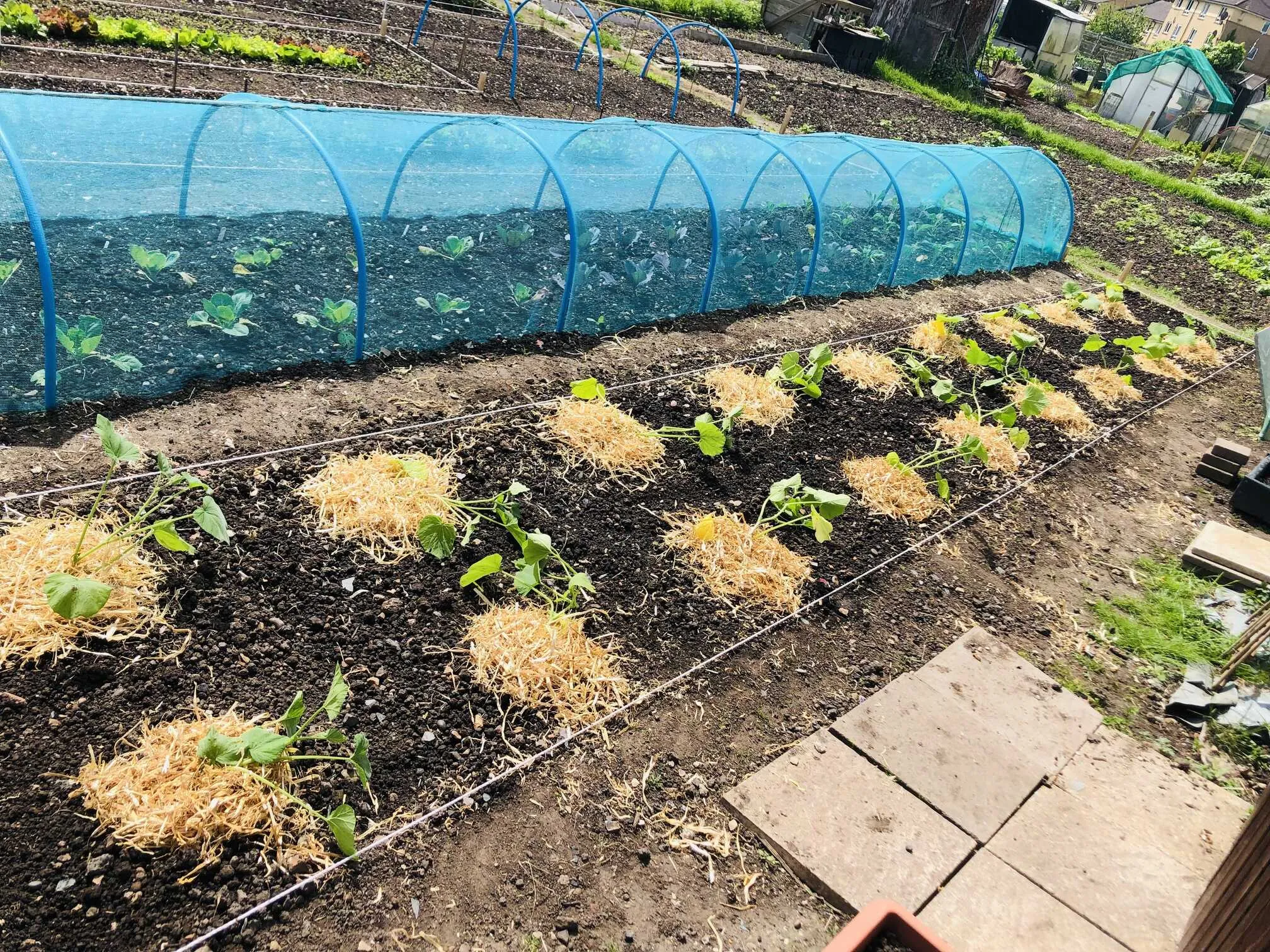 Squashes growing on allotment.