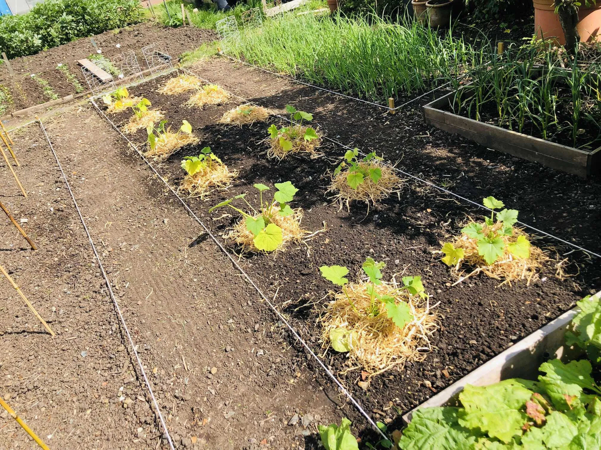 Courgettes planted at the allotment.