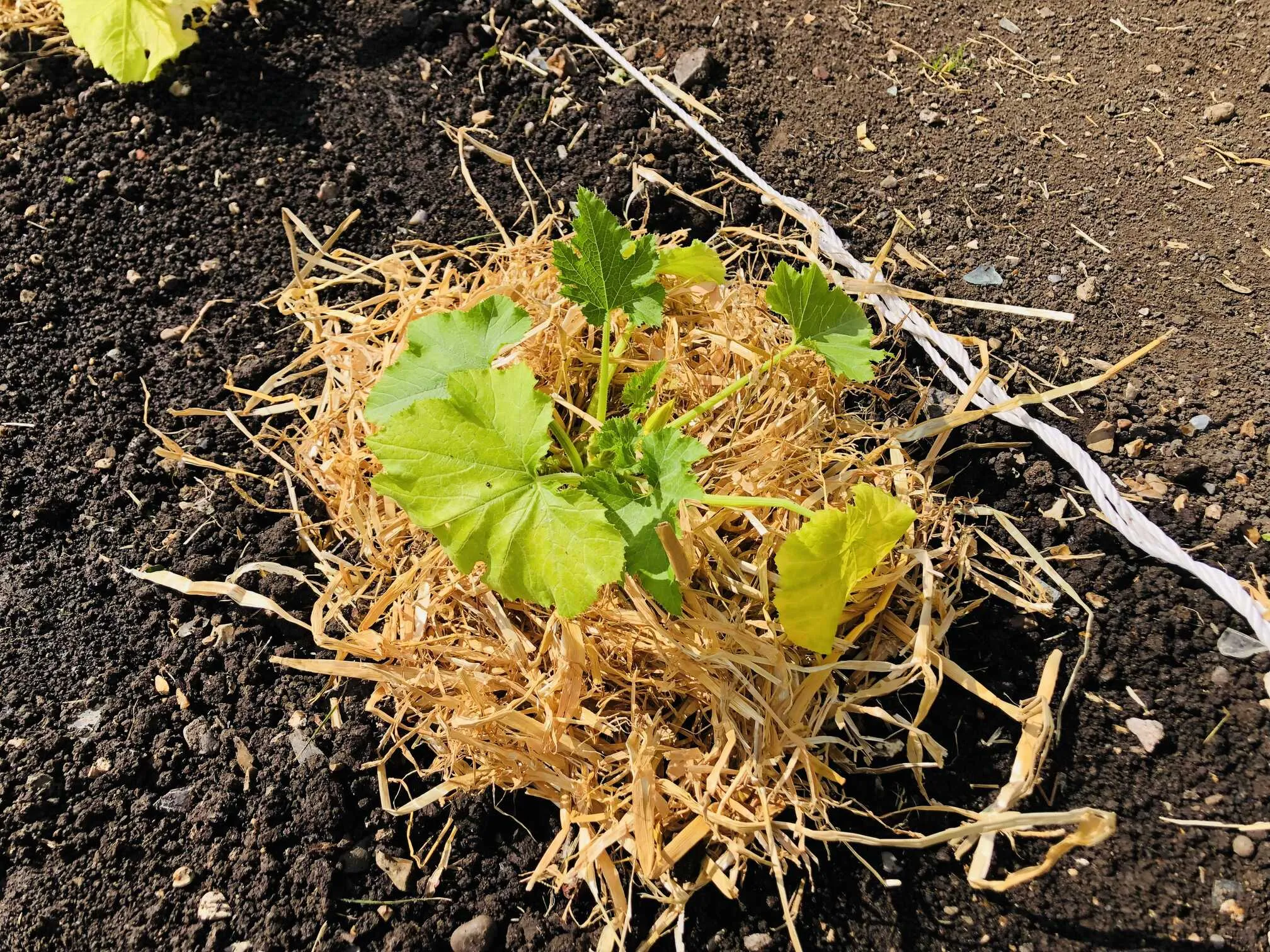 Courgette planted at the allotment.