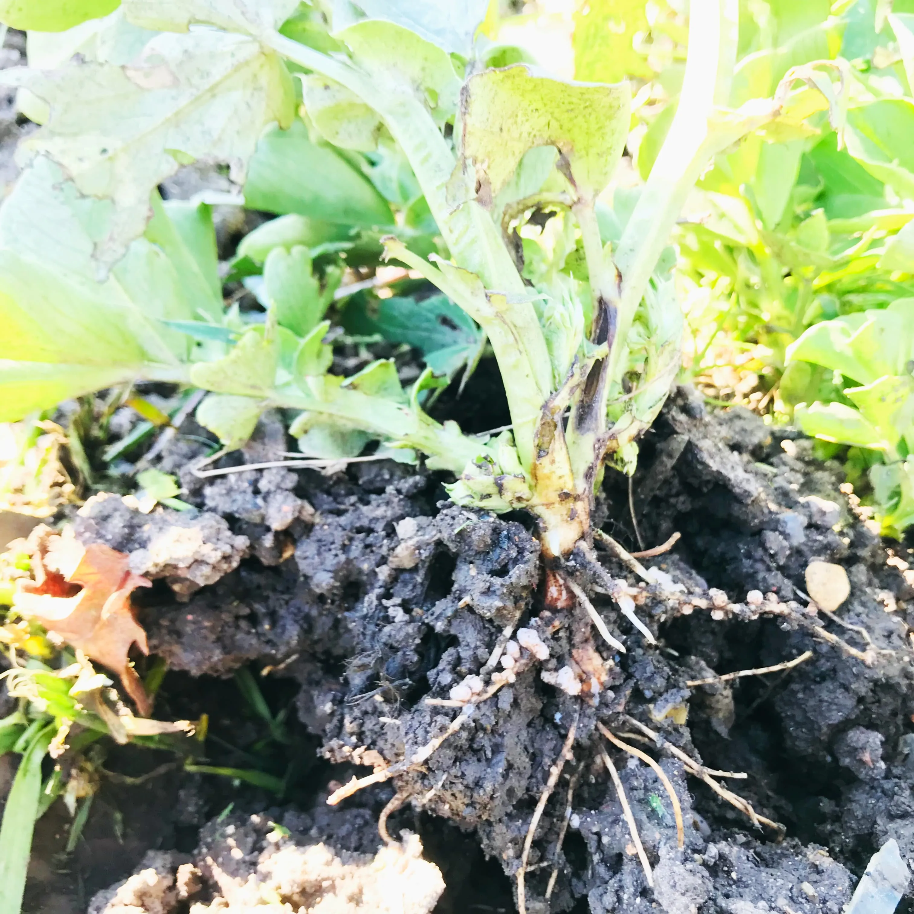Nitrogen under field bean cover crop