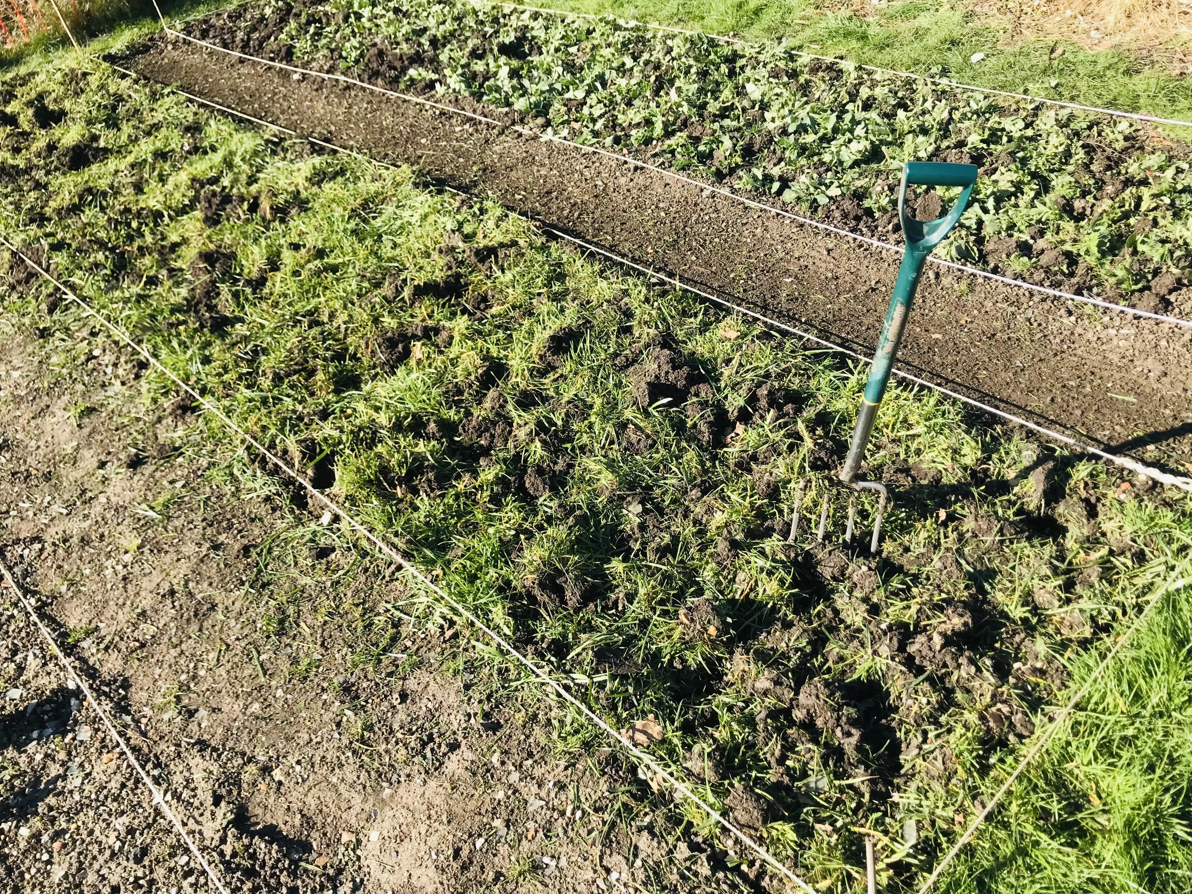 Grazing rye killed and dug in on allotment plot