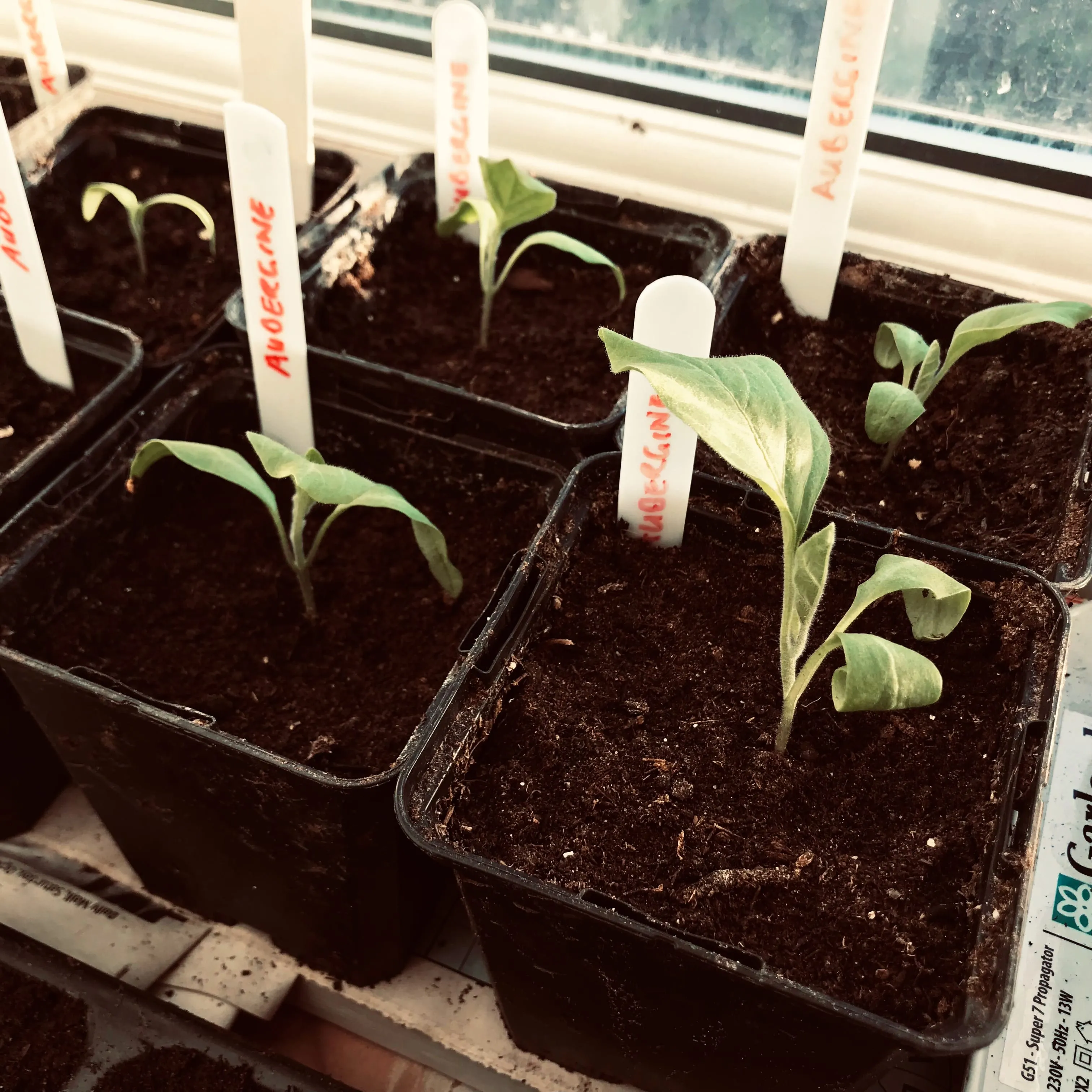 Seeds on a windowsill