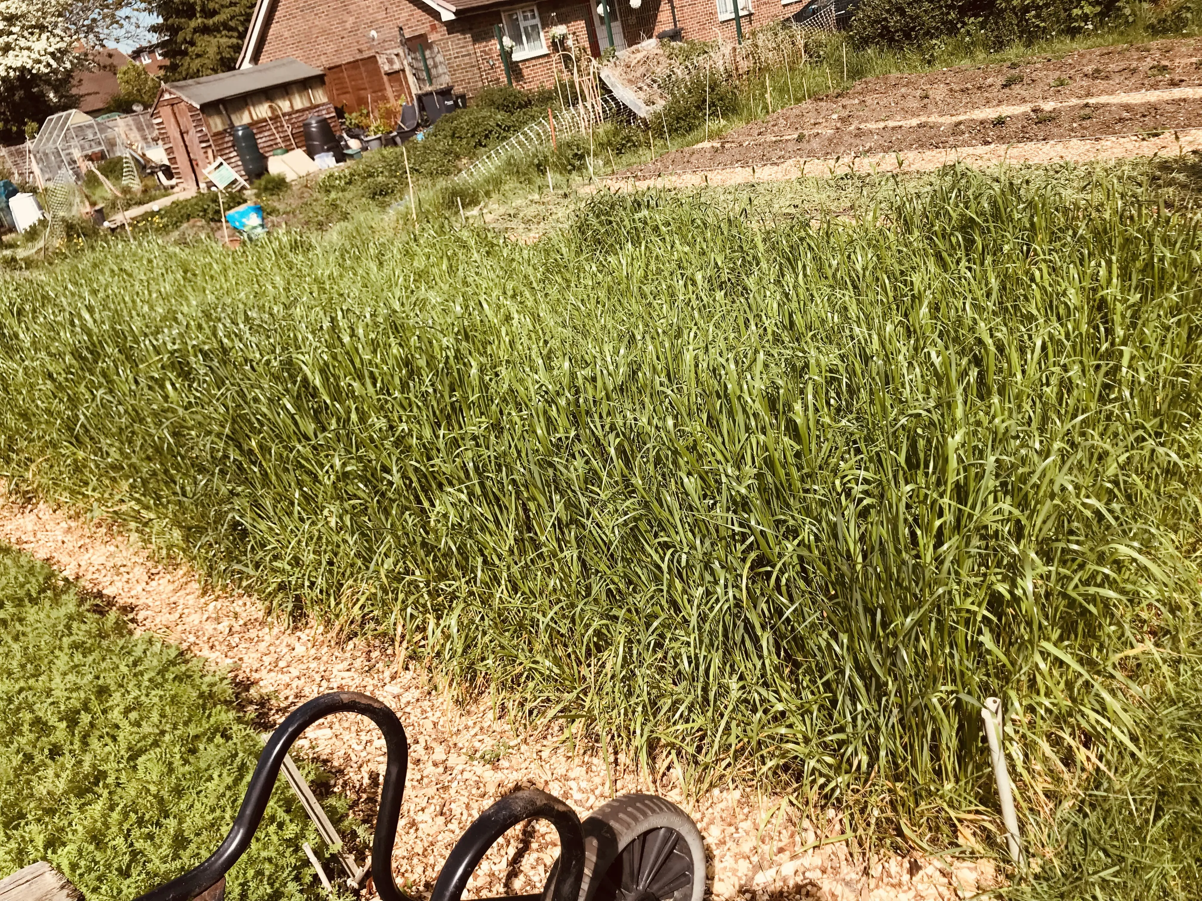 Italian ryegrass before cutting down as cover crop.