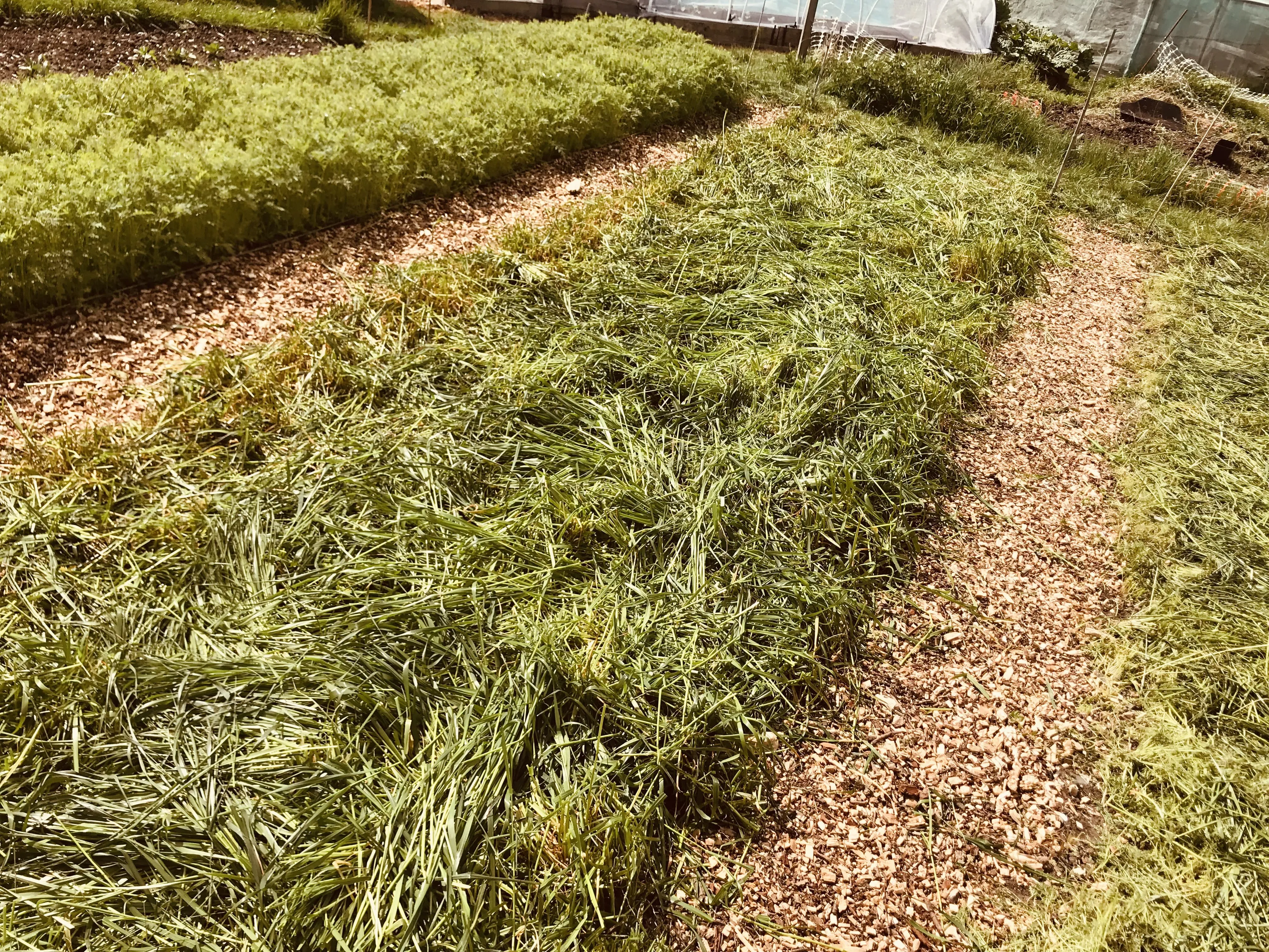Italian ryegrass cut down on allotment plot.