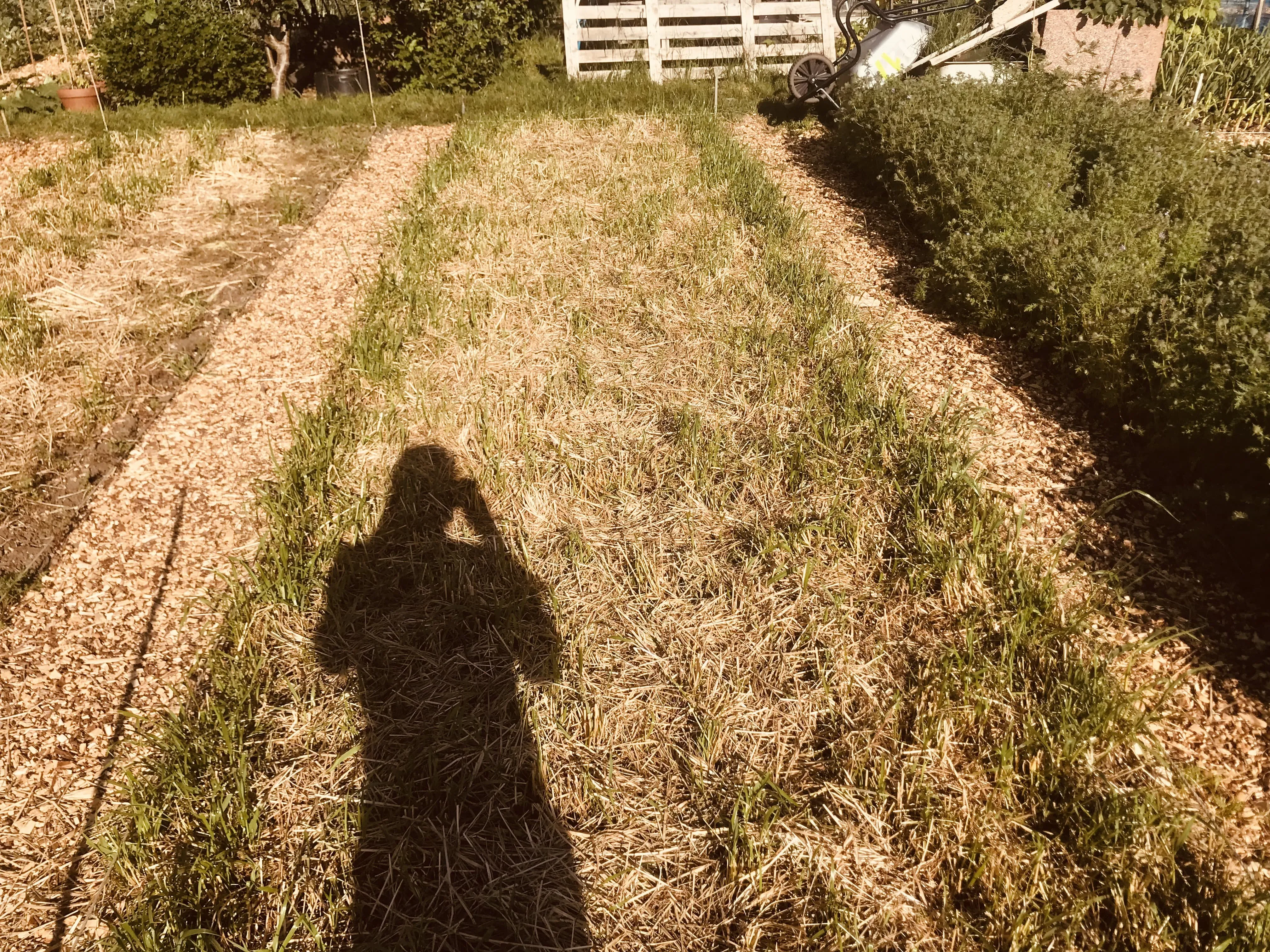Italian ryegrass cut down on allotment plot.