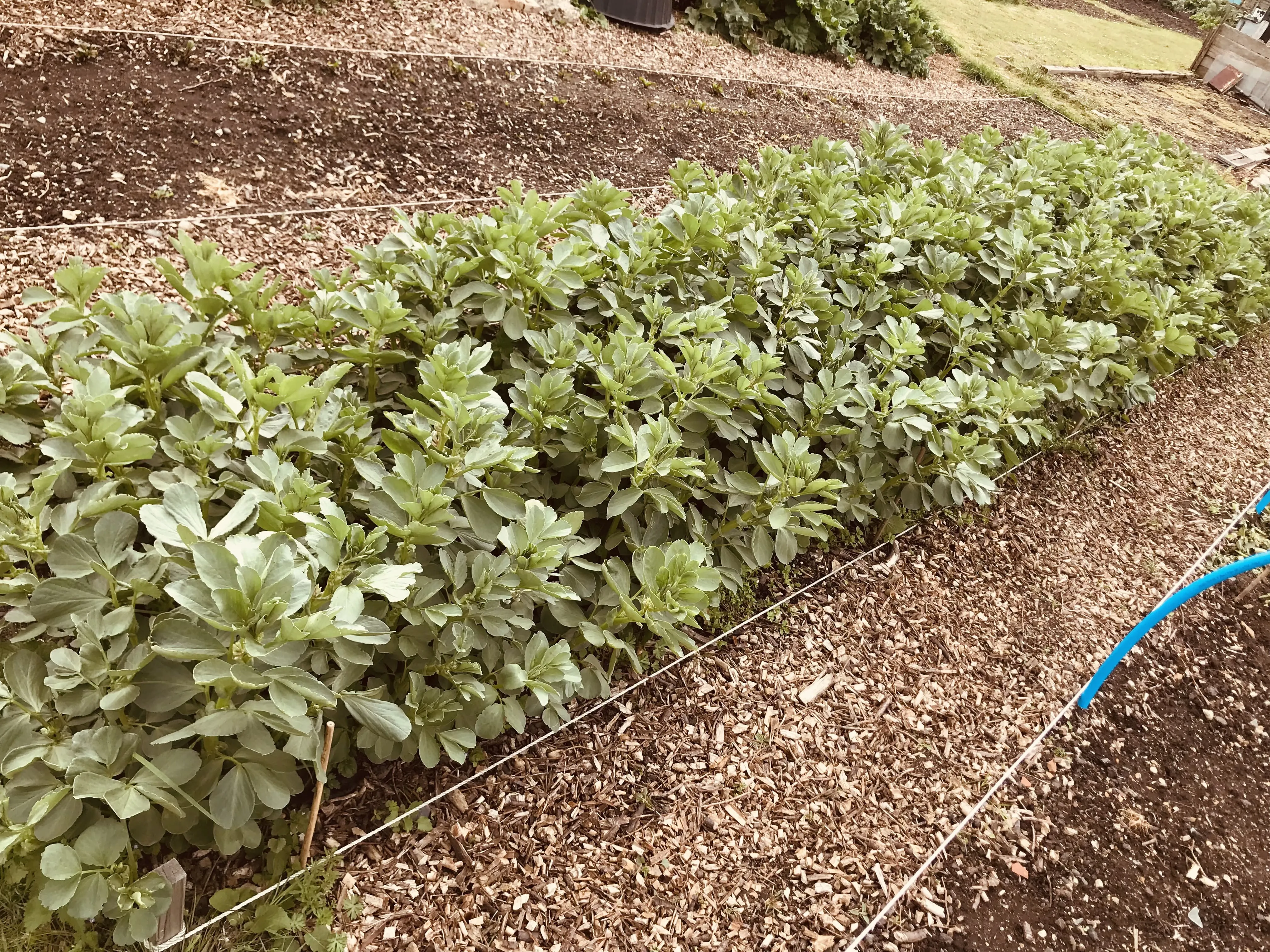 Field beans before cutting down as cover crop.
