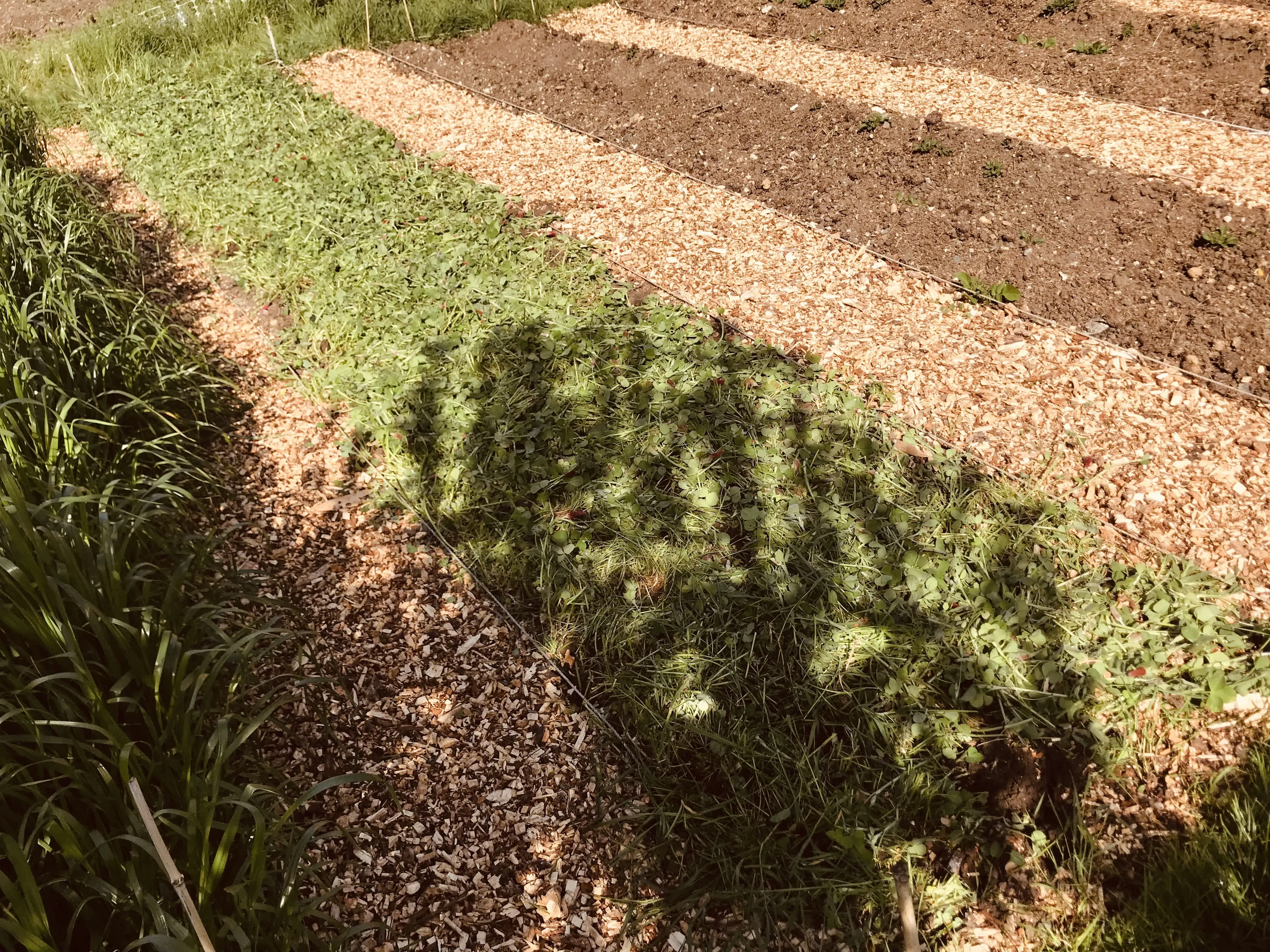 Crimson after before cutting down as cover crop.