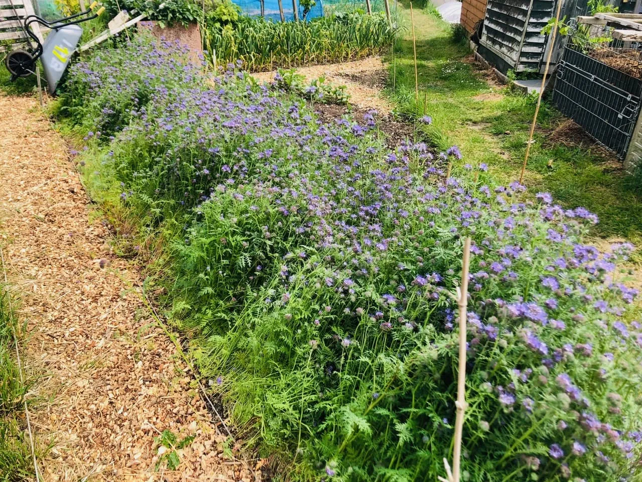 Phacelia planted as cover crop