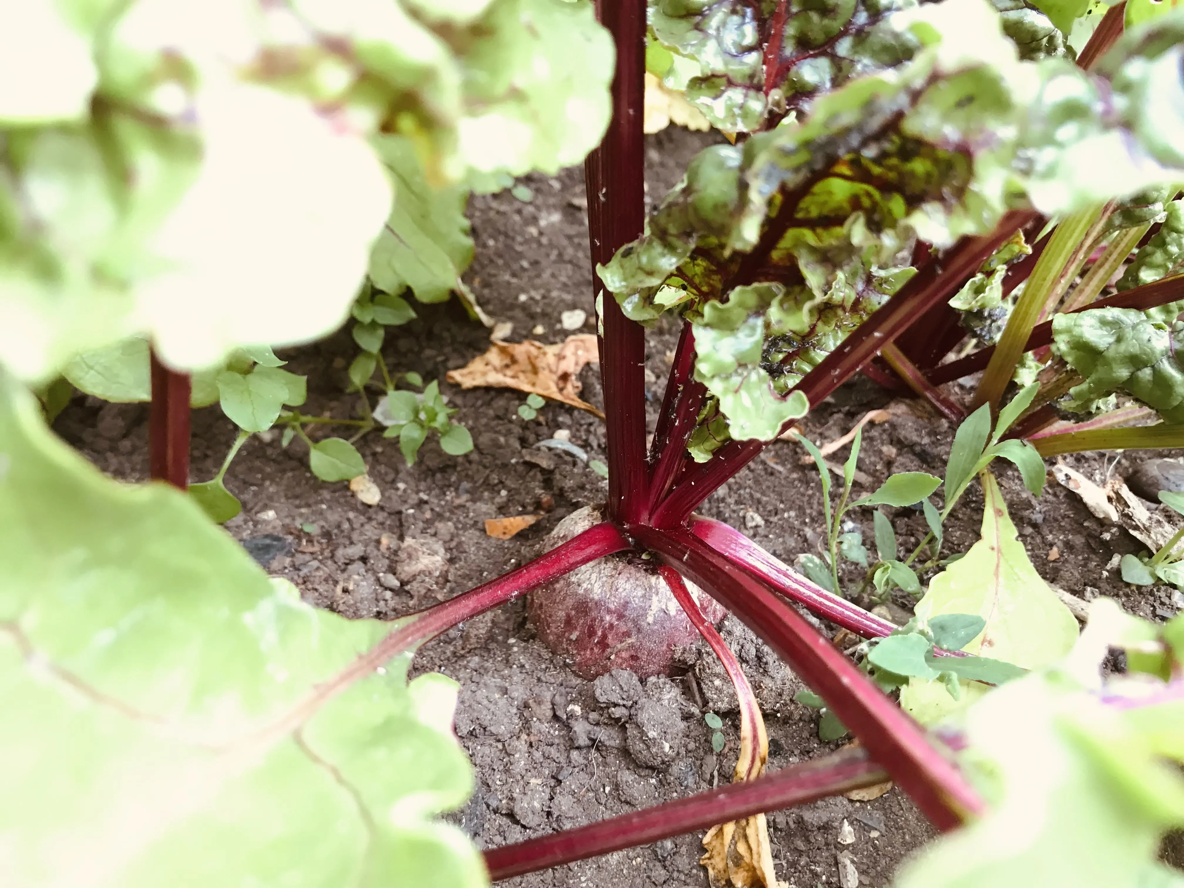 Close up of beetroot on the allotment