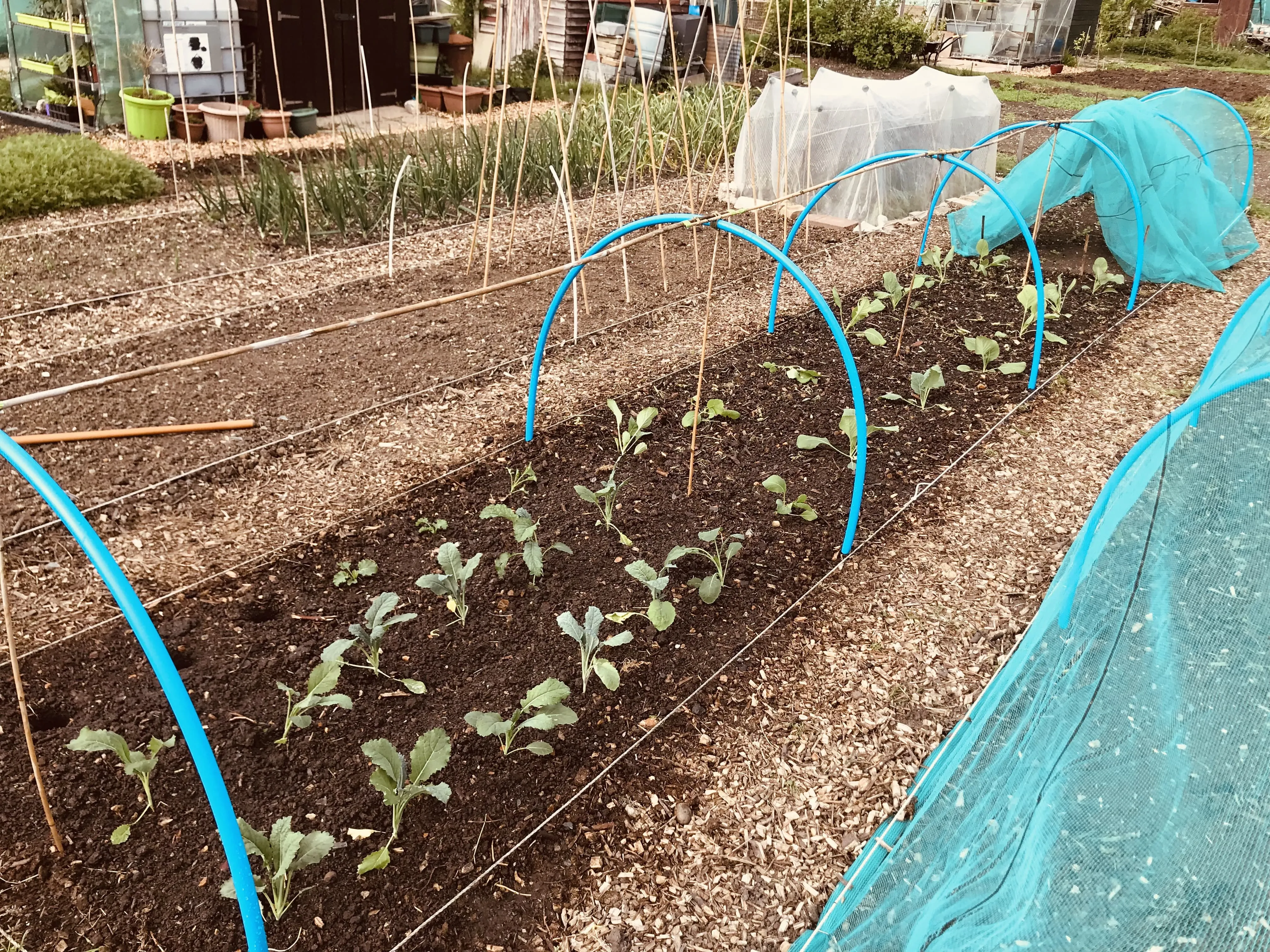 Brassicas being planted out on the allotment