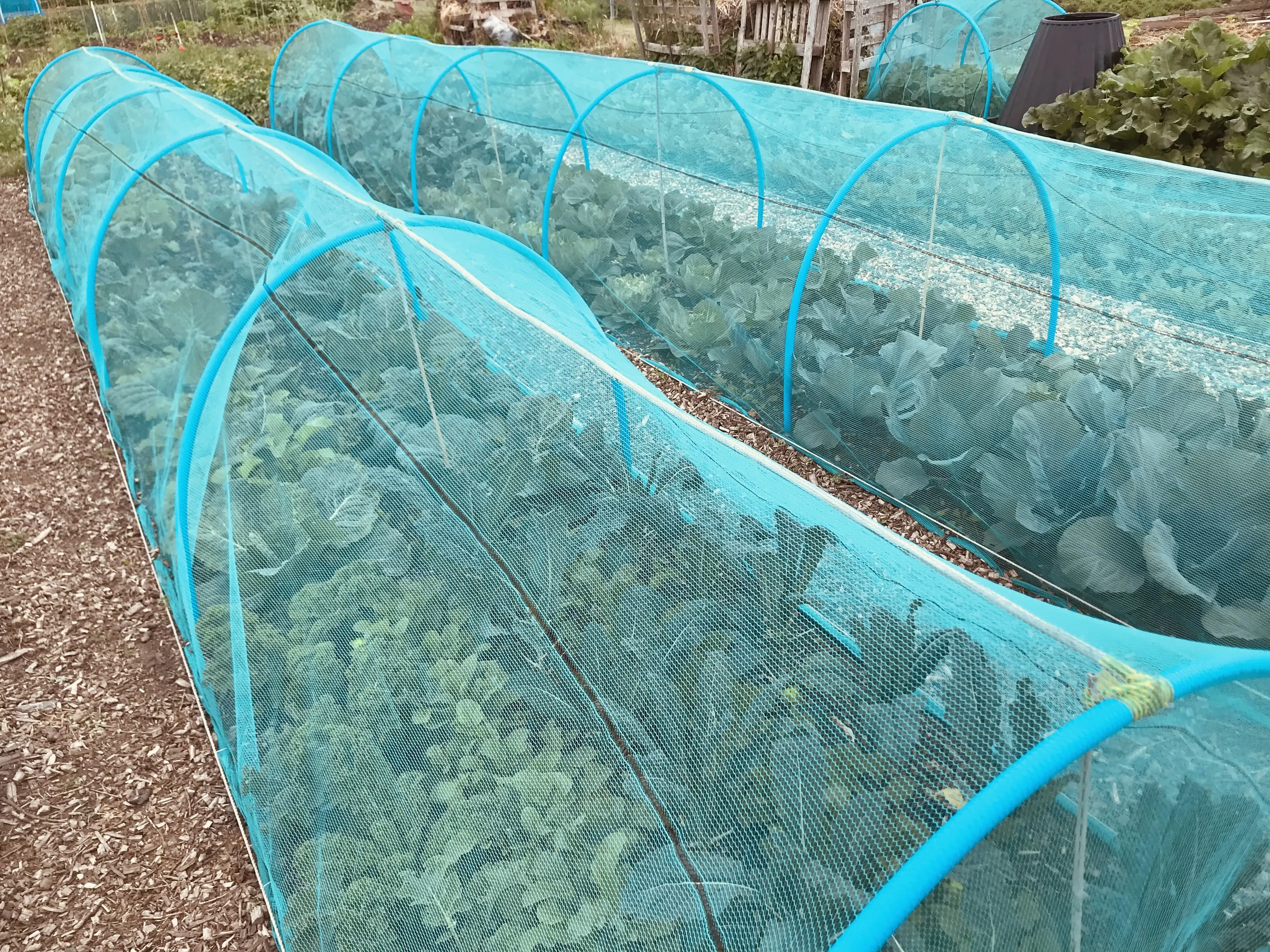 Brassicas under hoops on the allotment