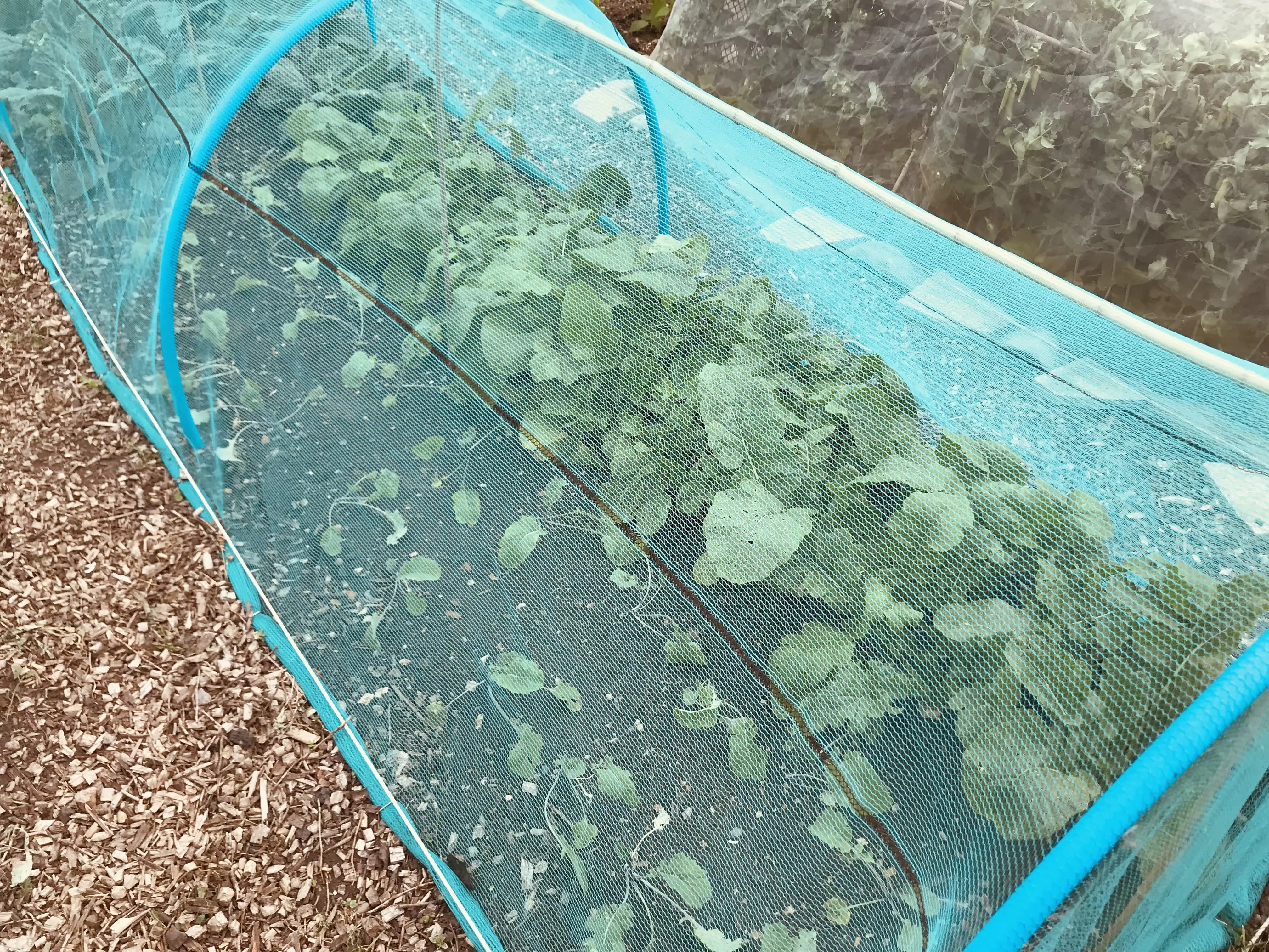 Turnips and swedes on allotment plot