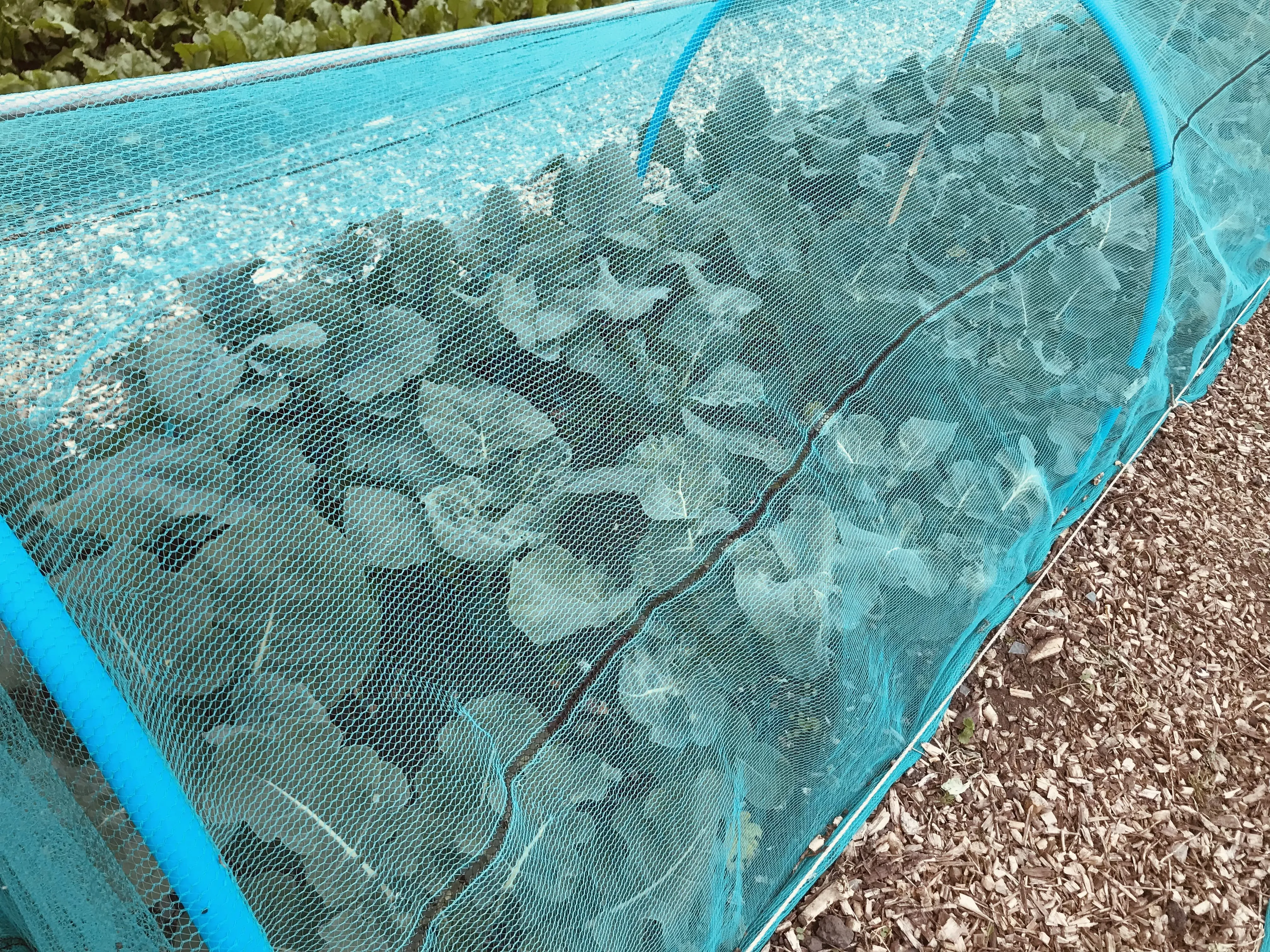 Broccoli and tenderstem on the allotment