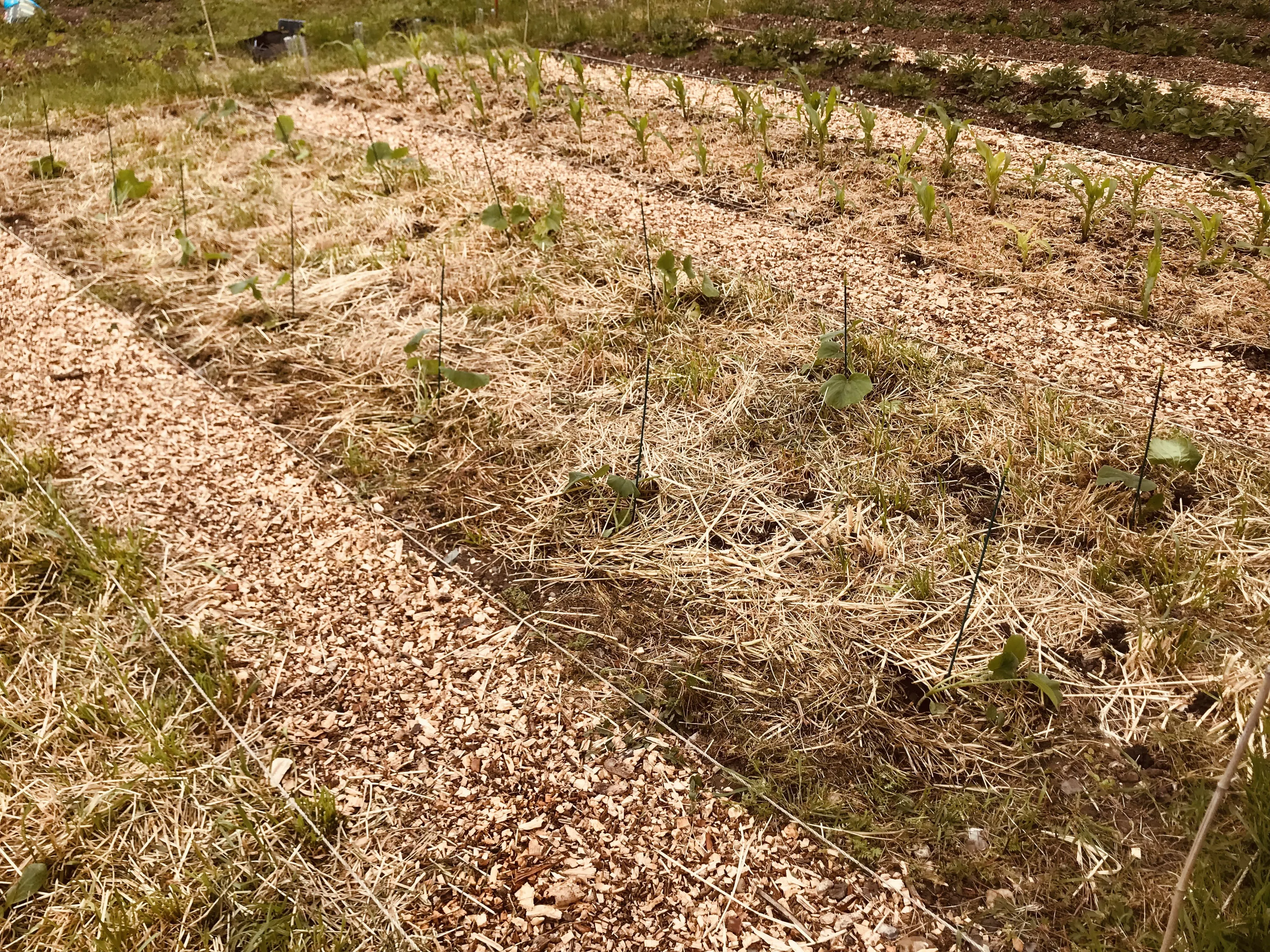 Courgettes planted on grazing rye on allotment plot