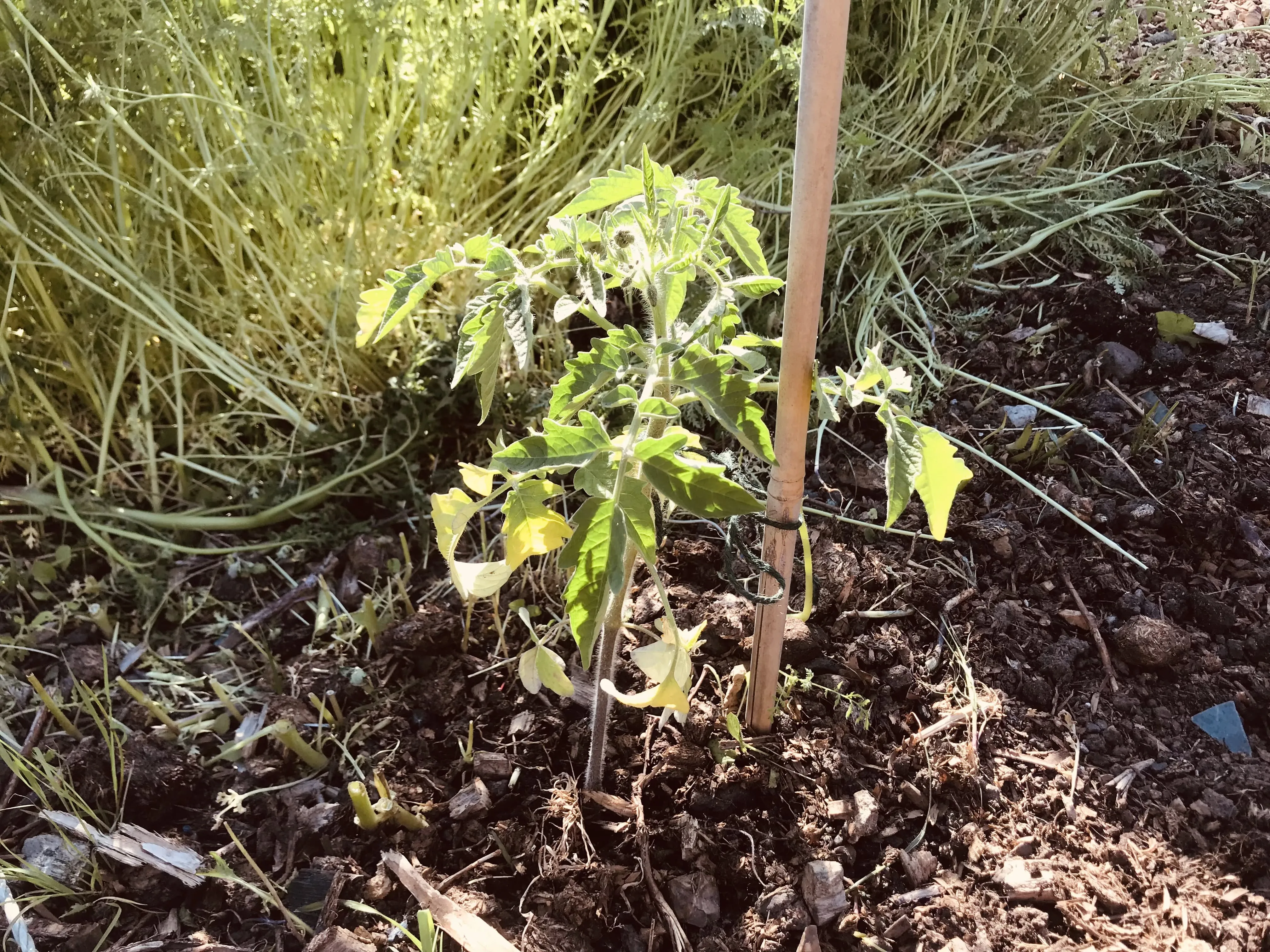 Beefsteak tomato on allotment plot