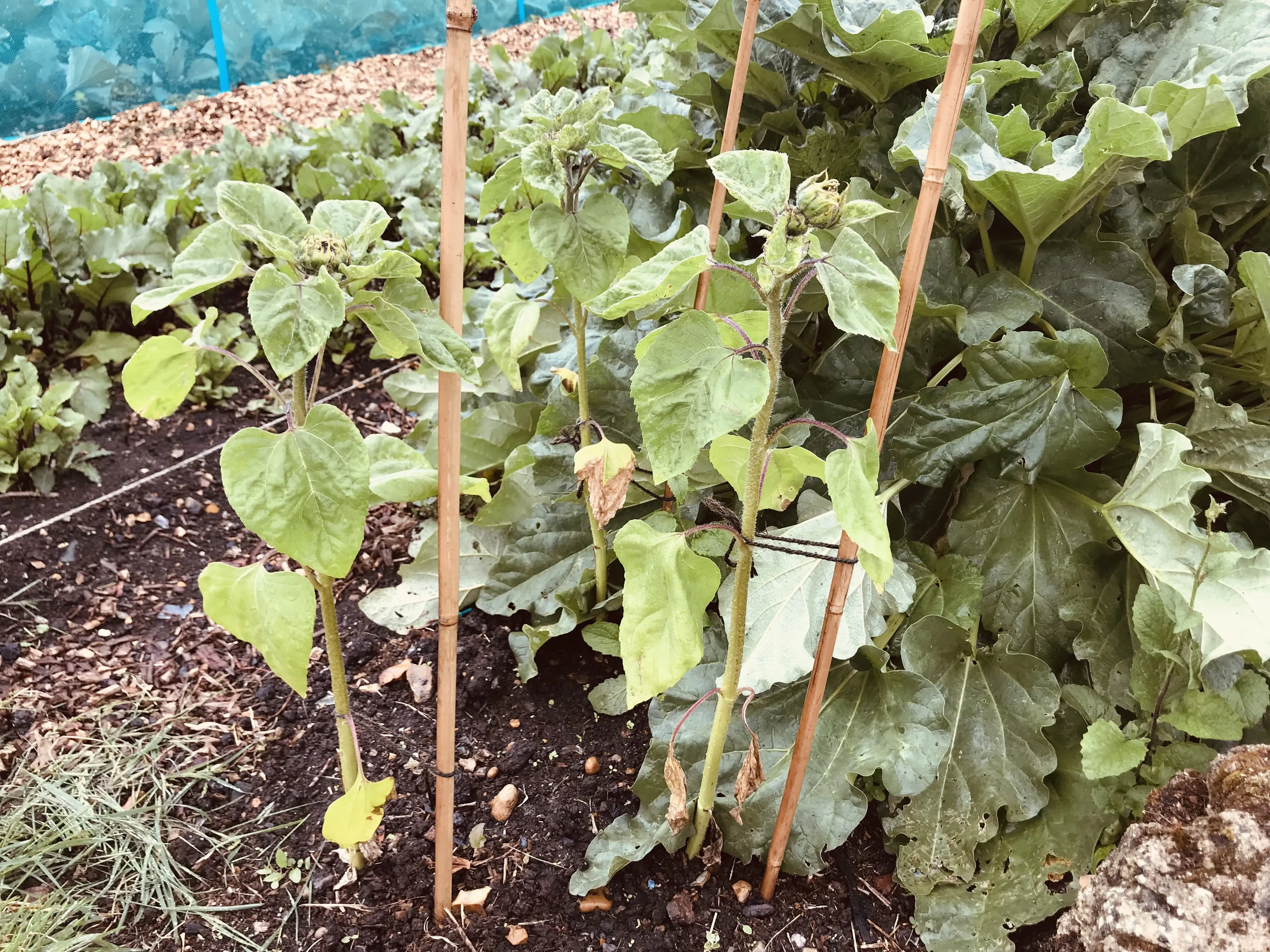 Three young sunflowers on allotment