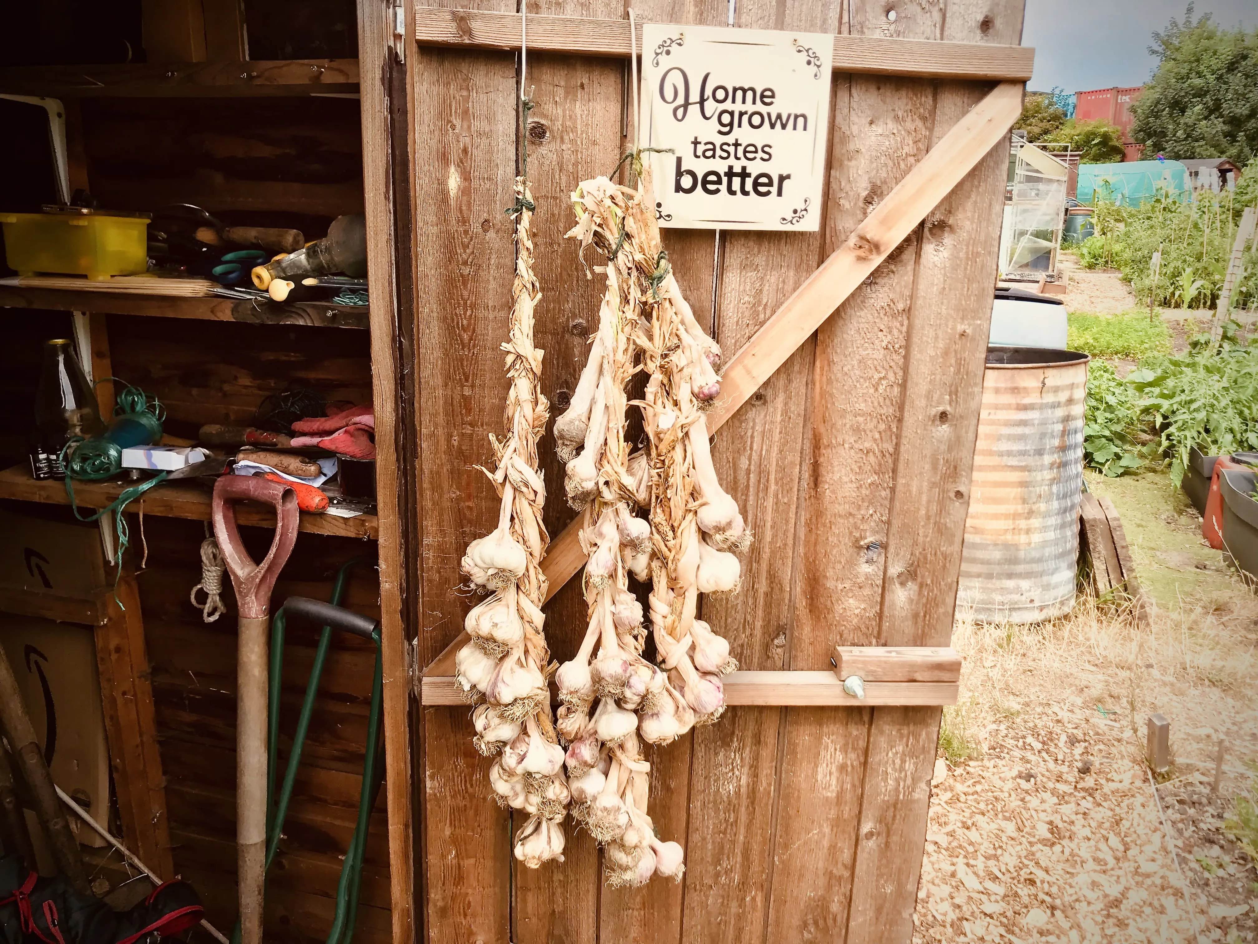 Garlic plaited on a shed door