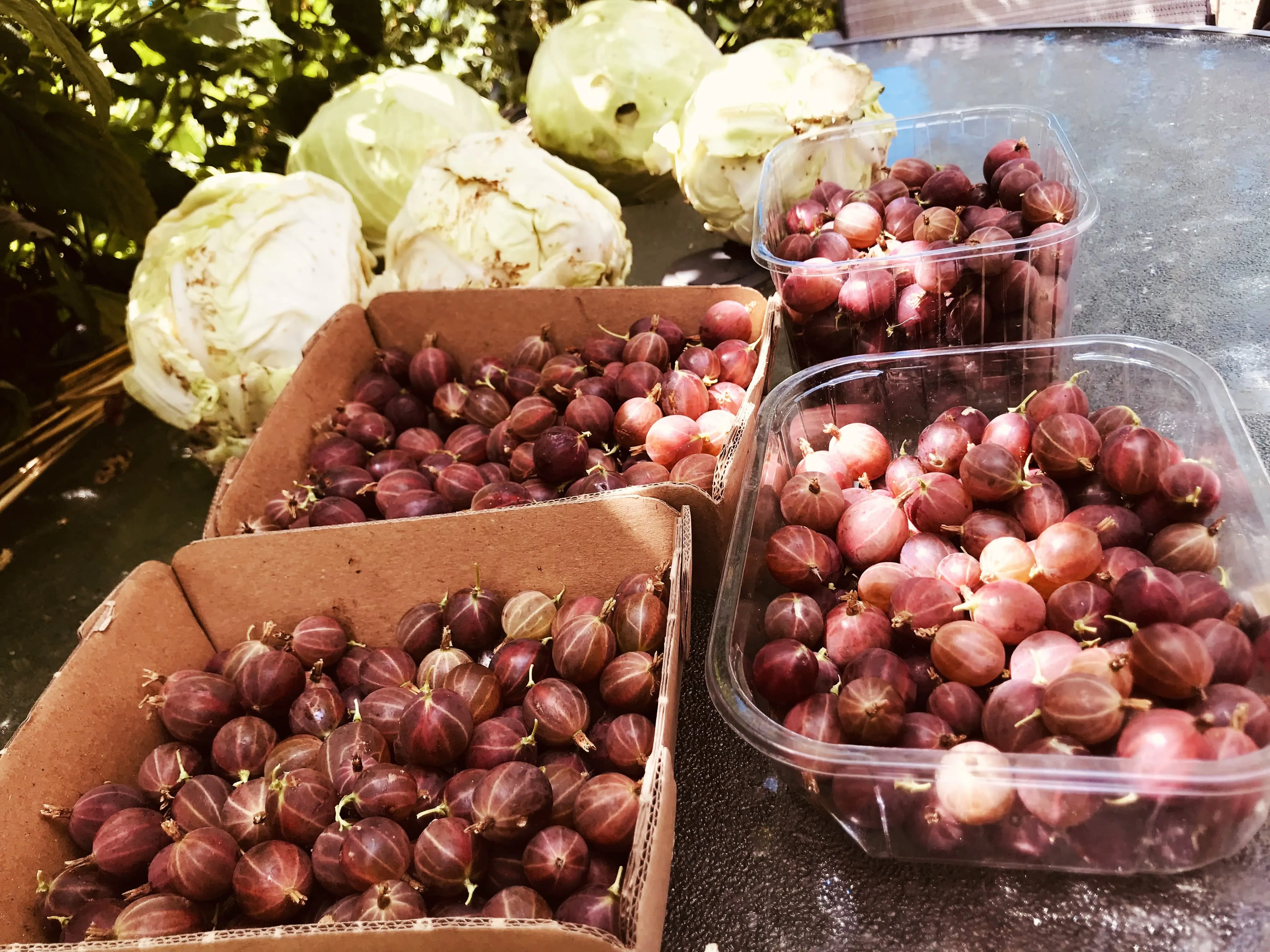 Redcurrants on an allotment.