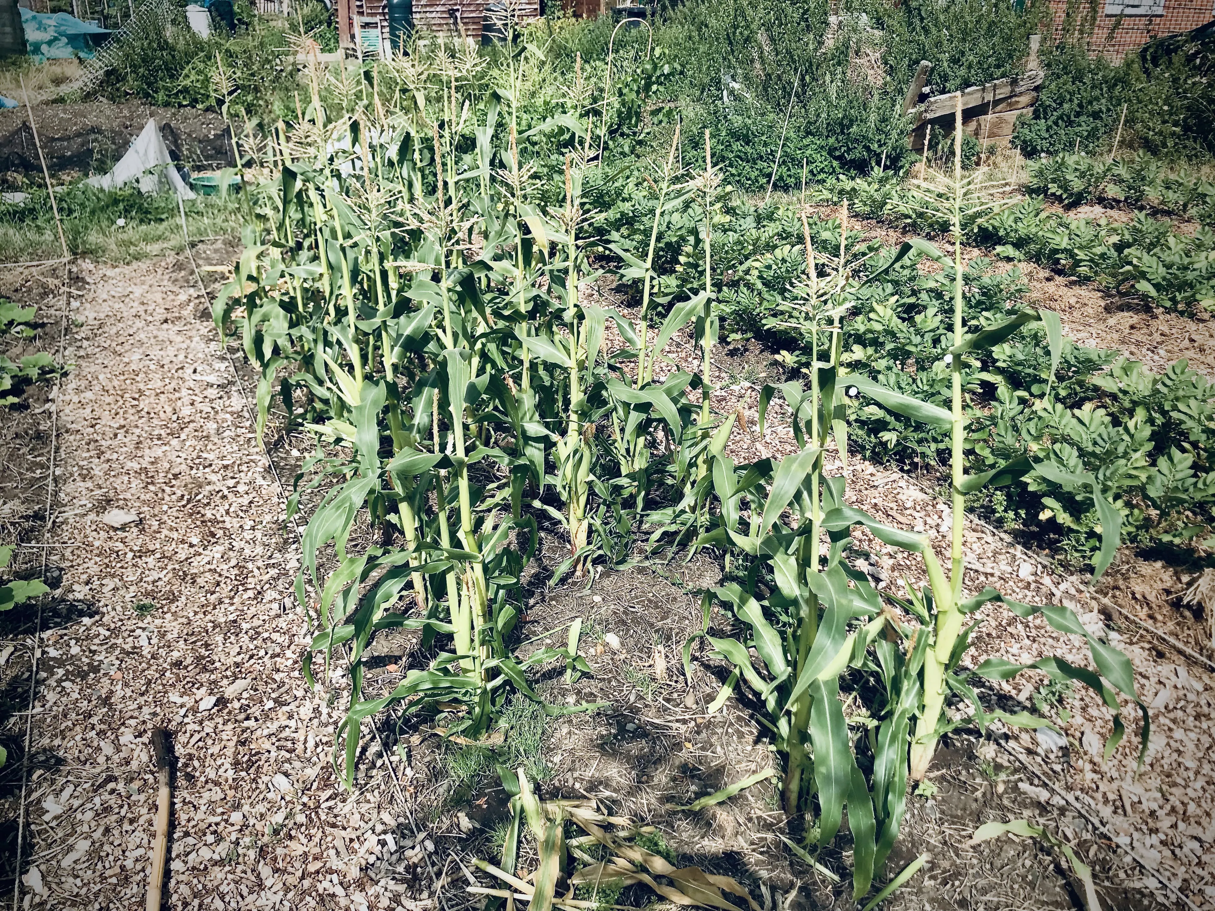 Sweetcorn on an allotment.