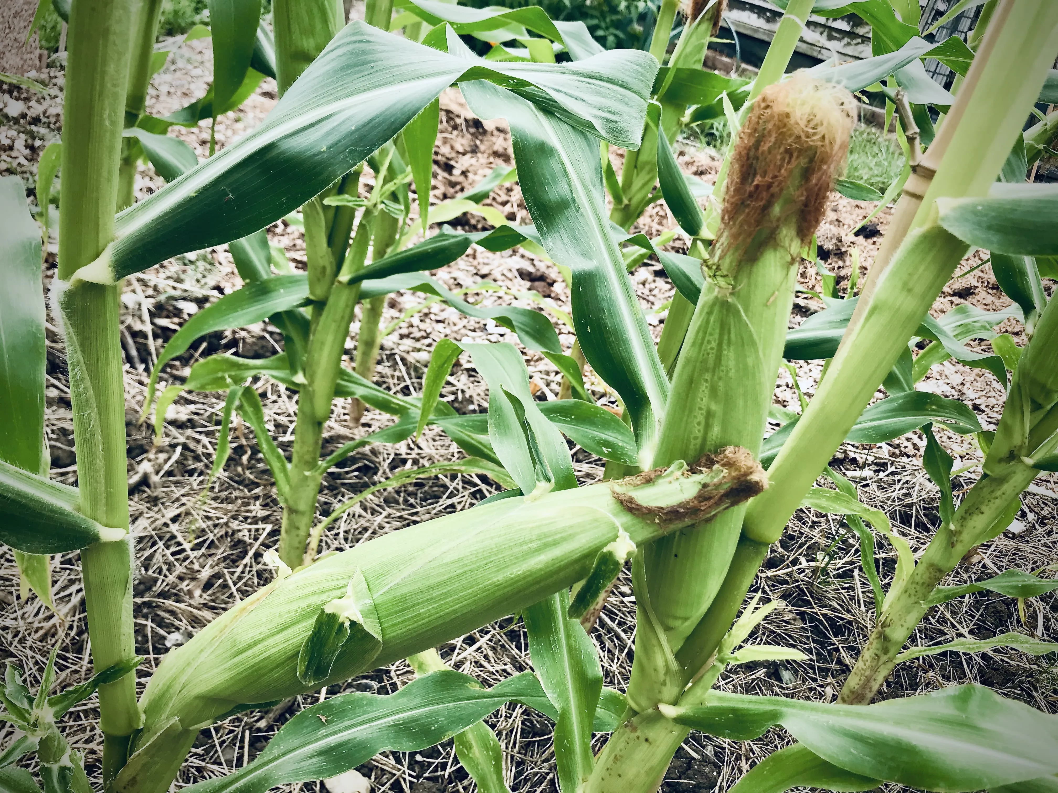 Sweetcorn damaged by foxes.