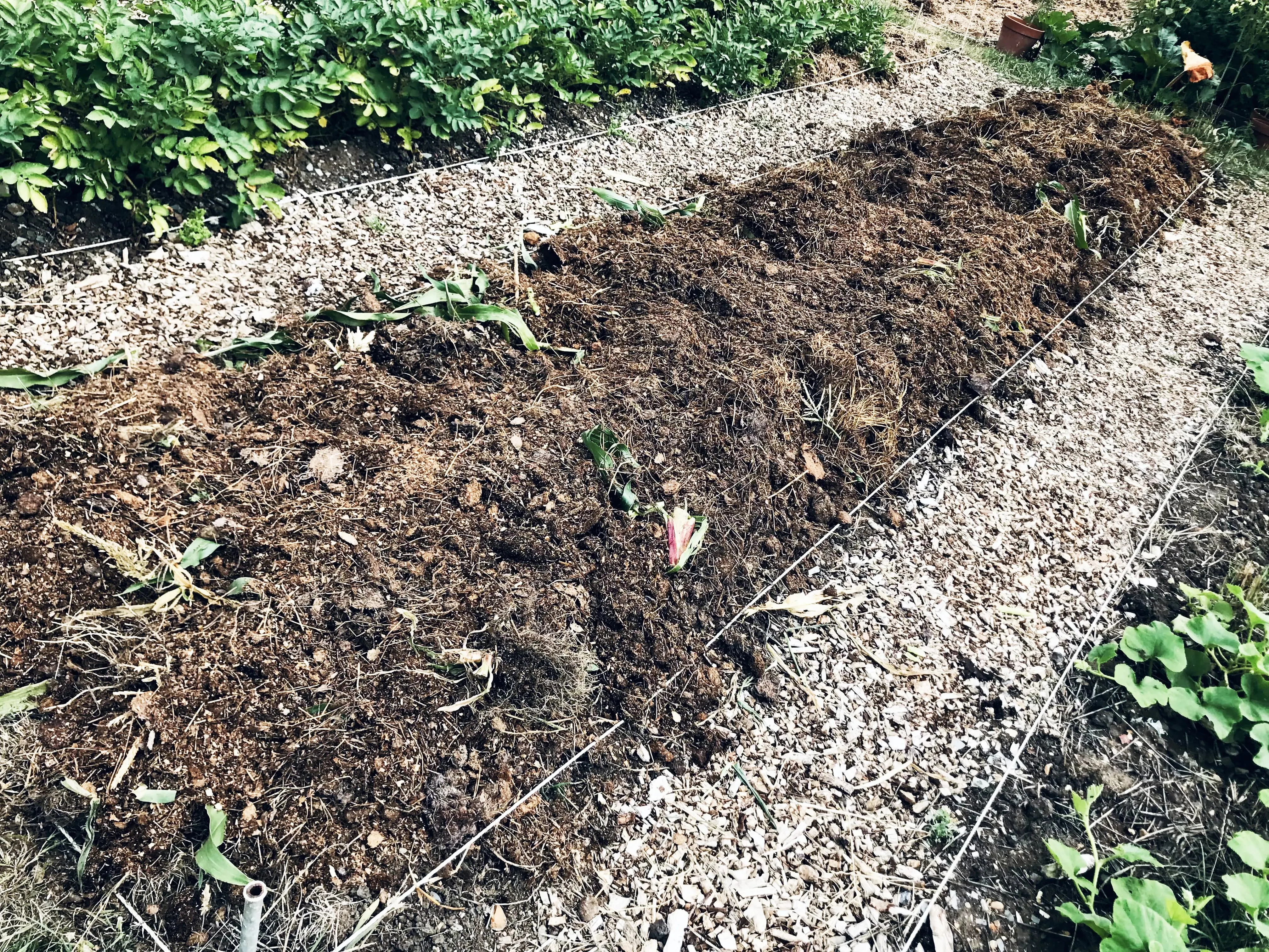 Bed on allotment covered in manure.