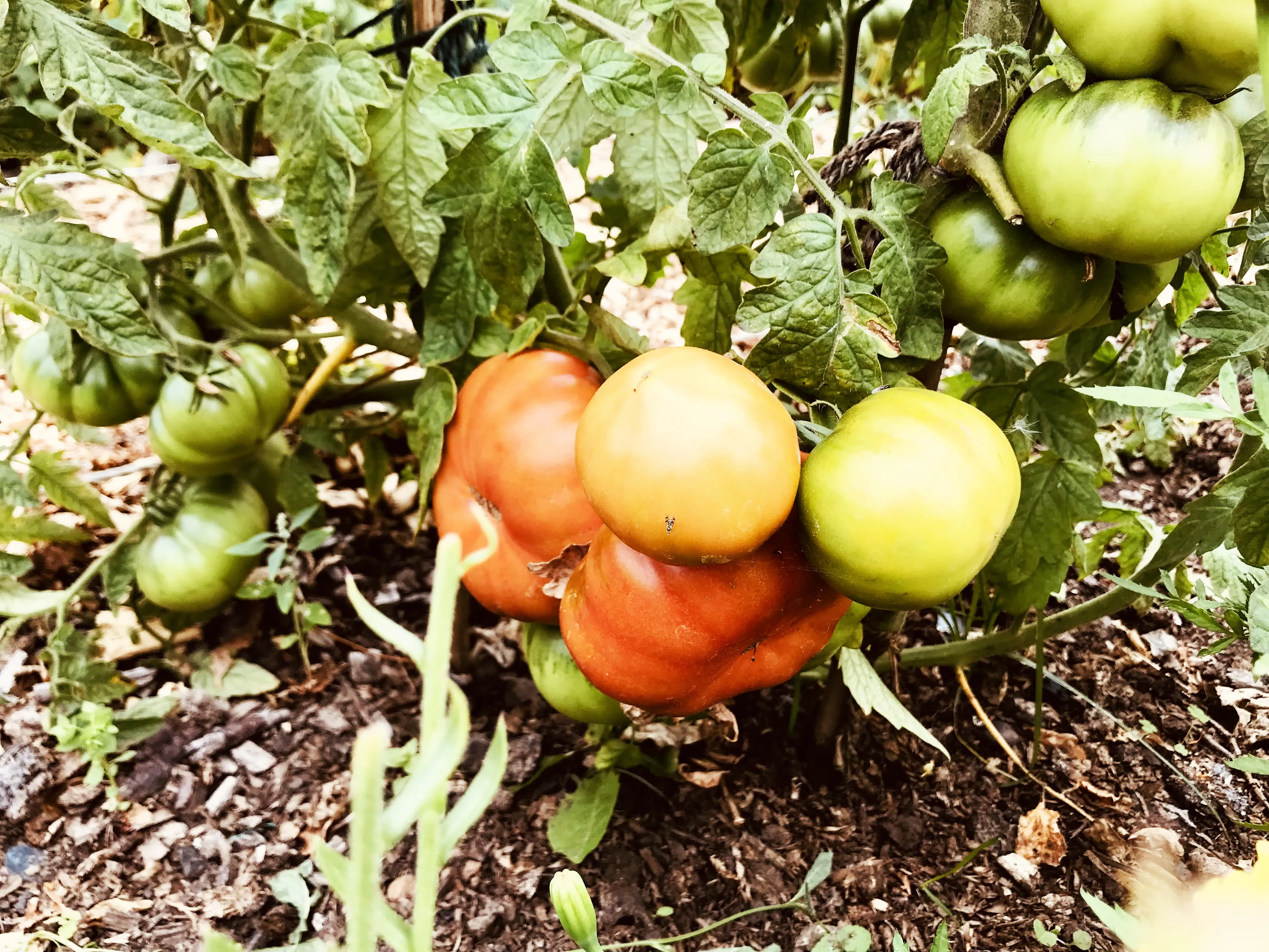 La Diva and Maketmore cucumbers on allotment.