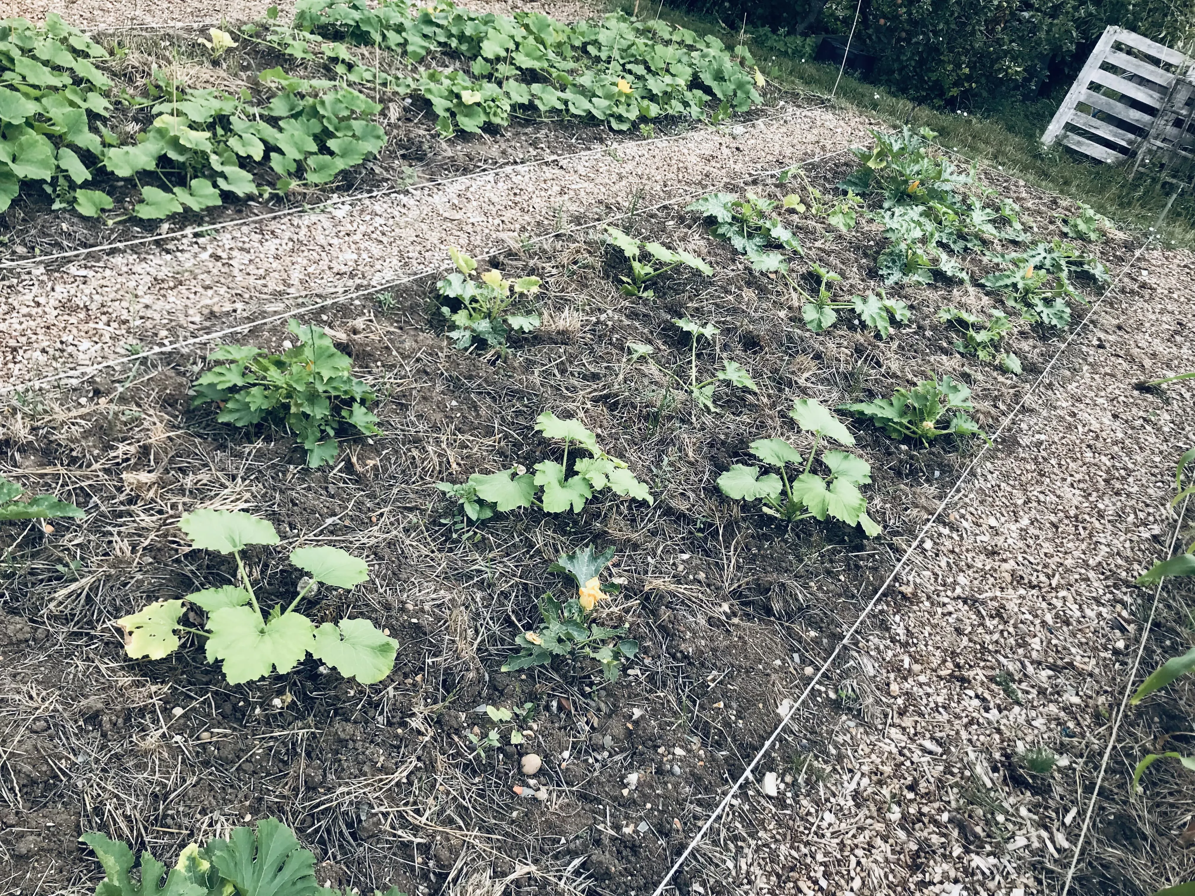 Courgettes on an allotment bed.