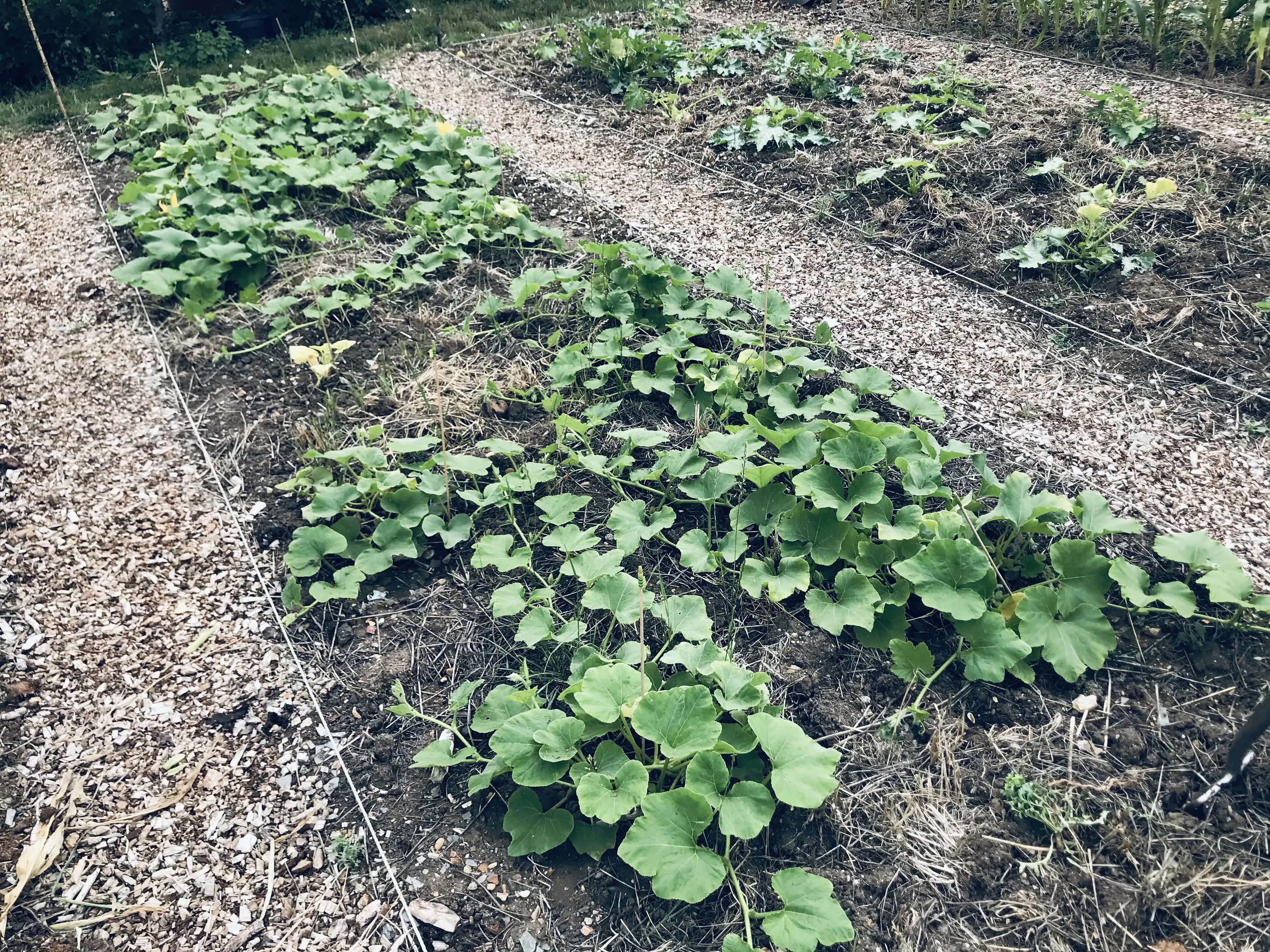 Squashes on an allotment bed.
