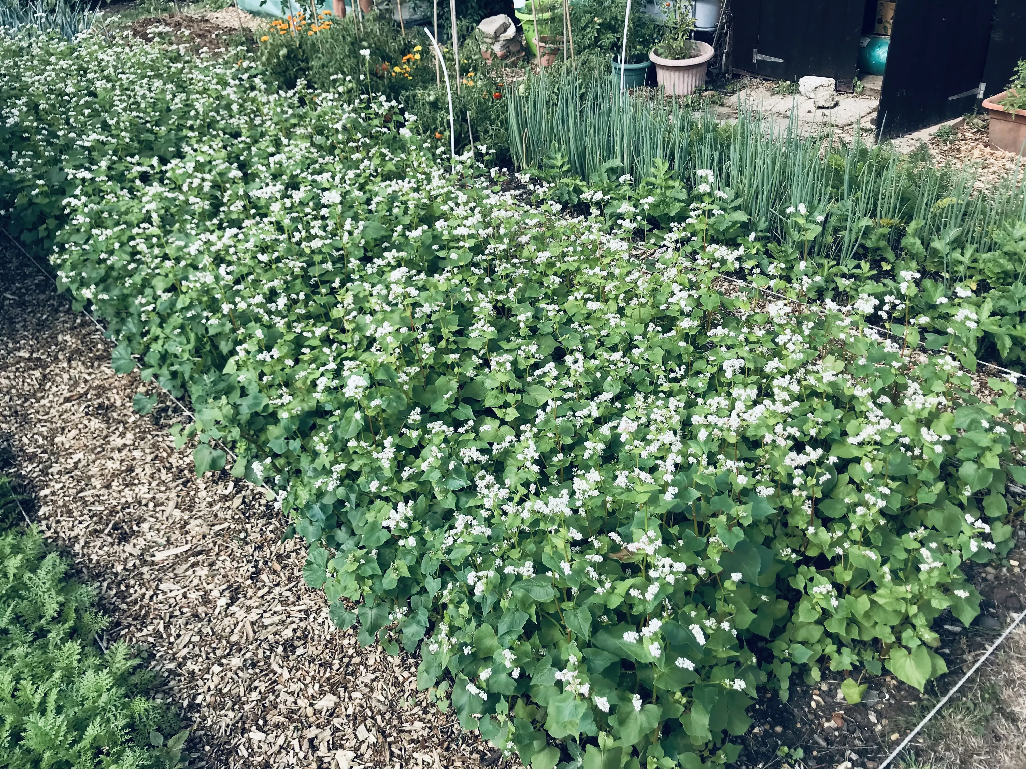 Buckwheat sown as cover crop on allotment.