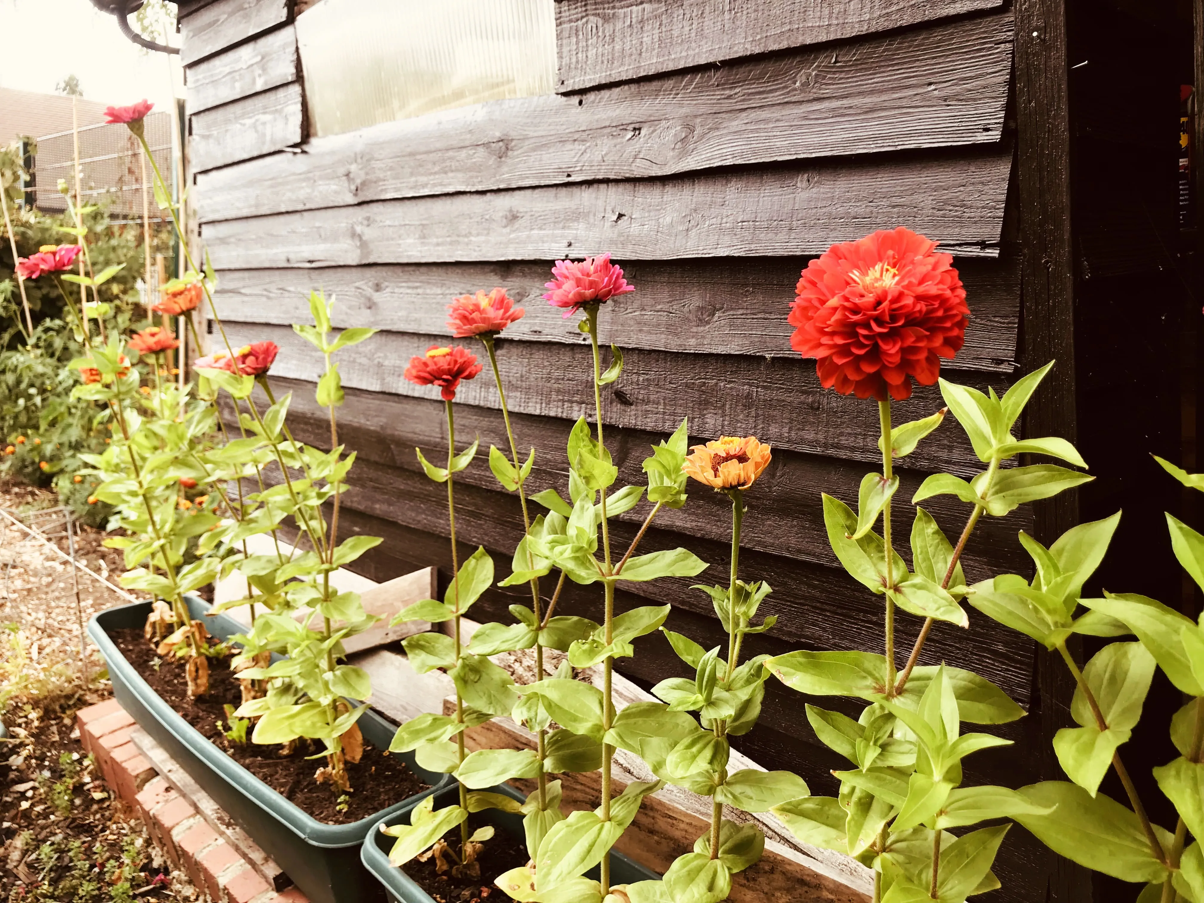 Zinnias in front of allotment shed.