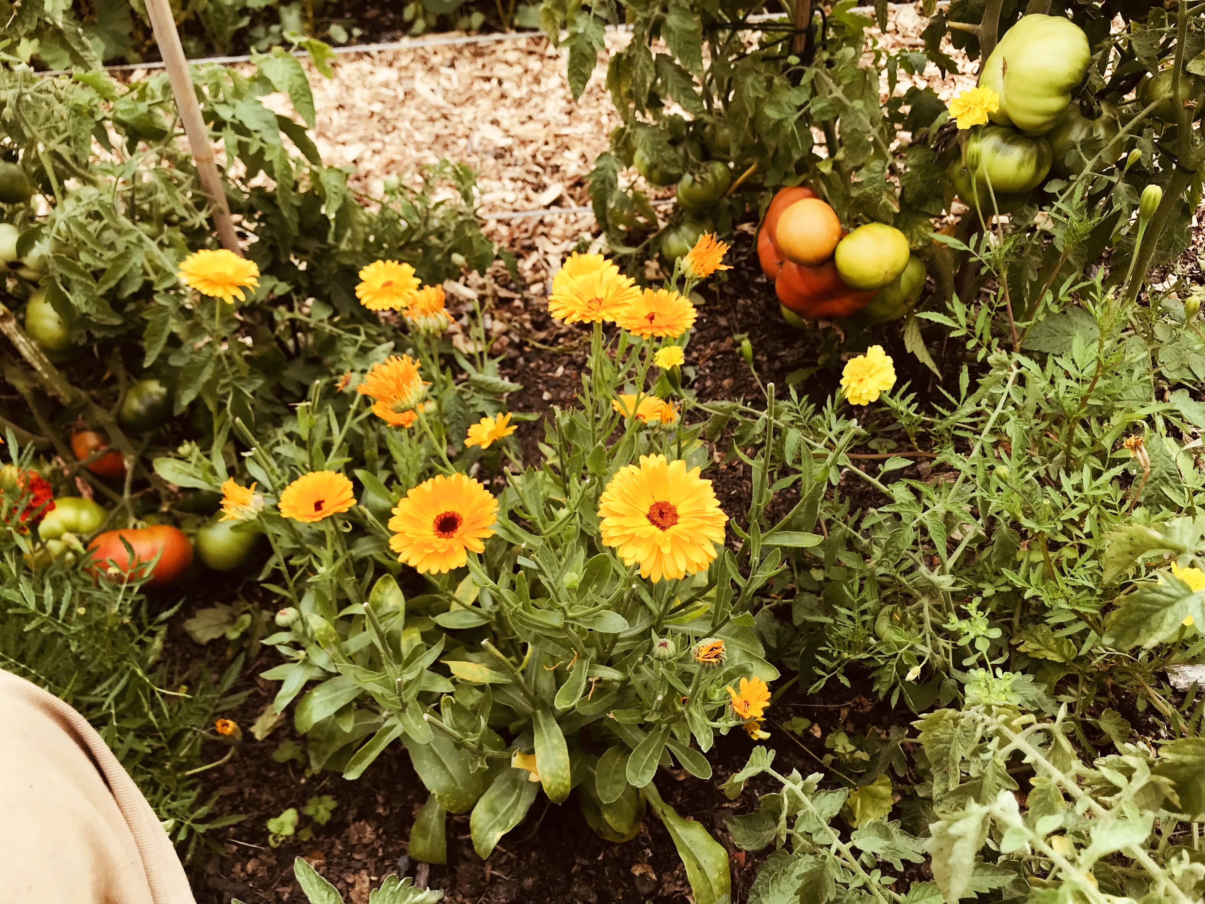 Marigolds planted amongst beefsteak tomatoes.