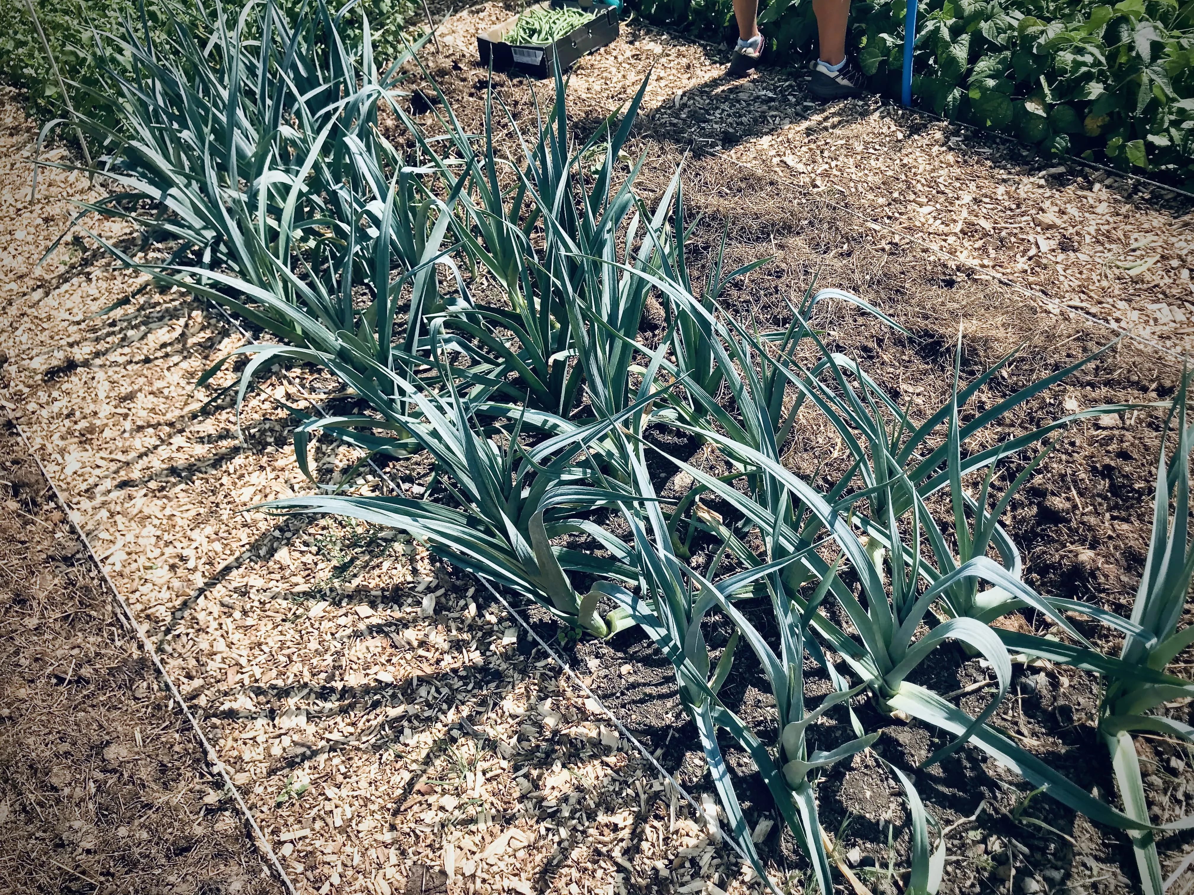 Leeks growing on an allotment.