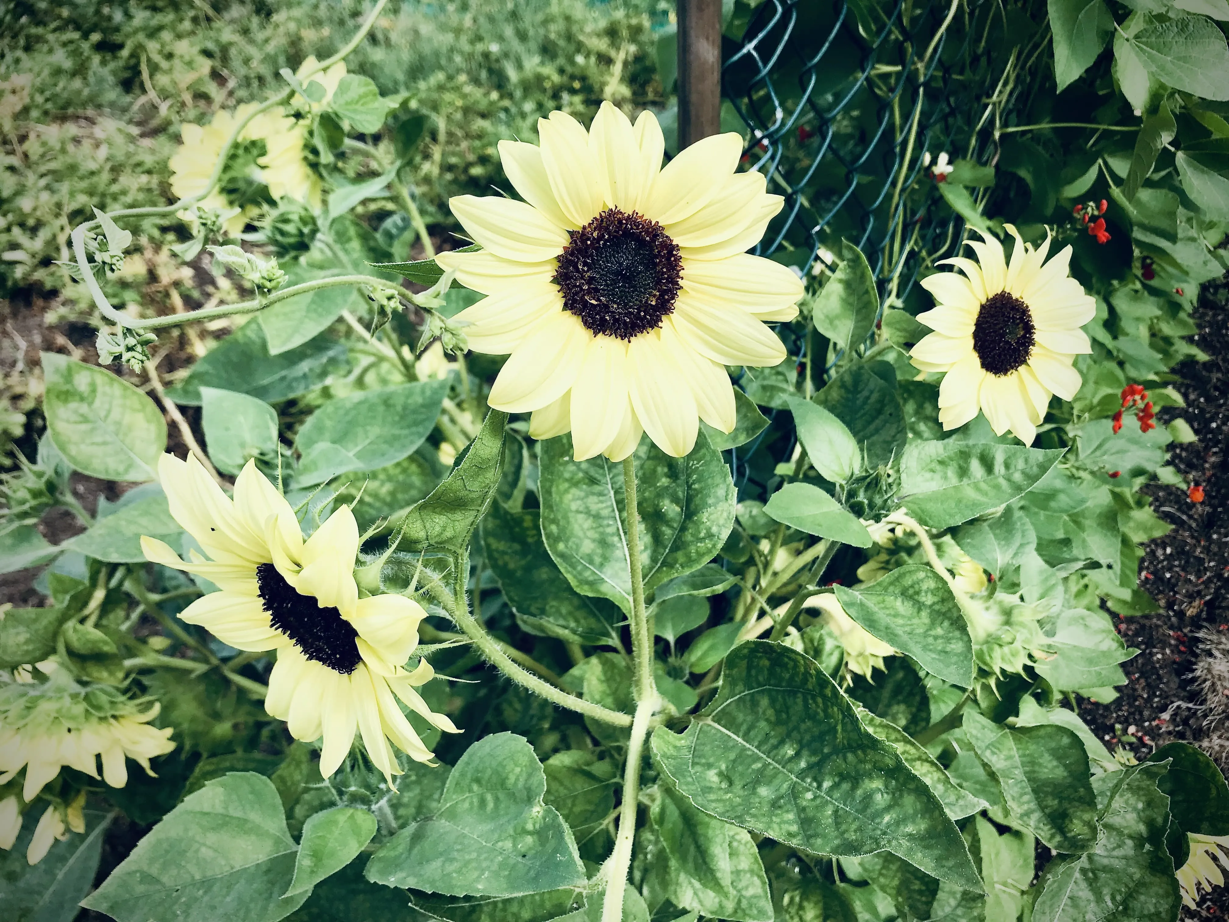 Sunflowers and zinnias on an allotment bed.