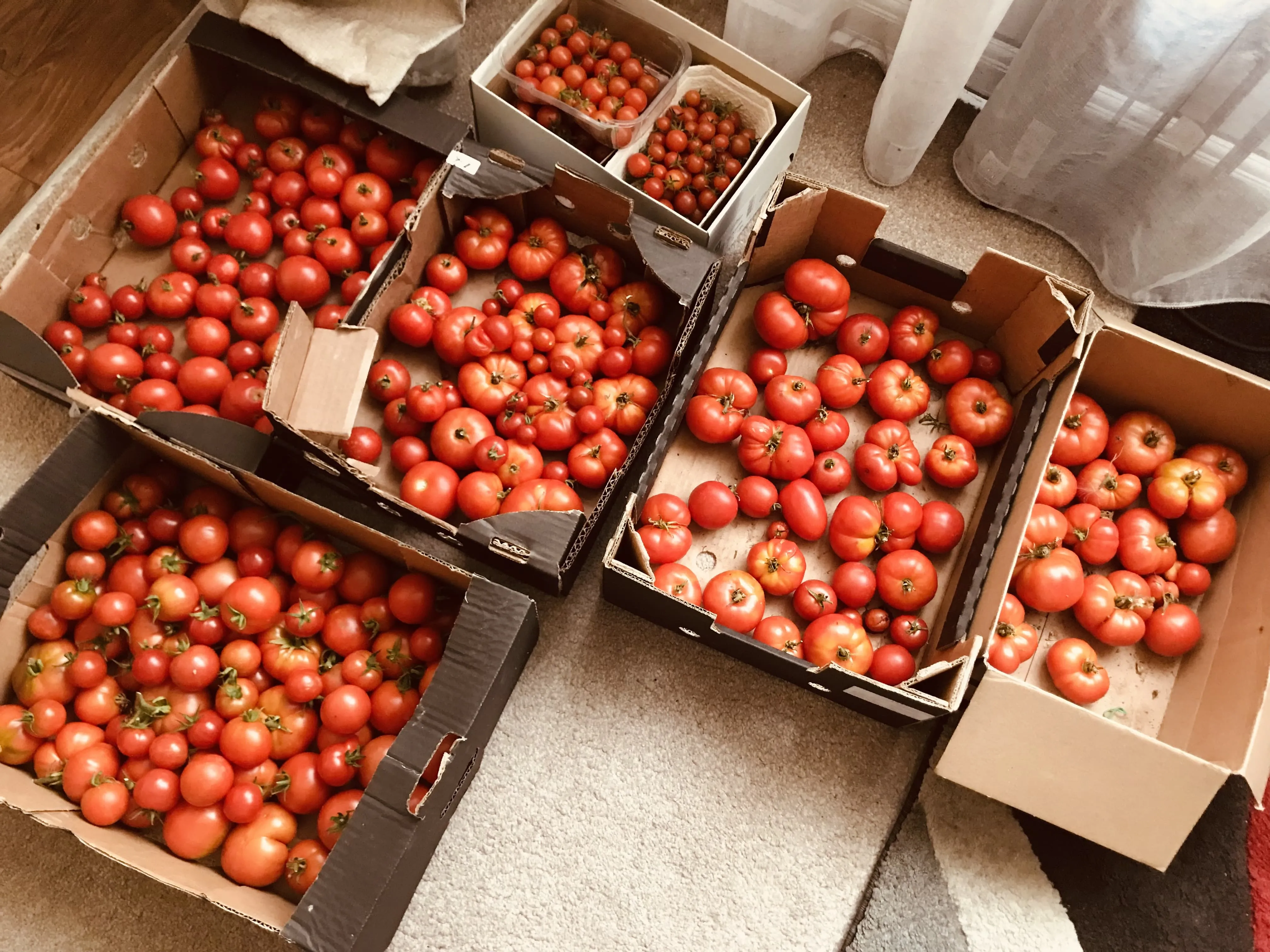 Boxes of tomatoes from the allotment.
