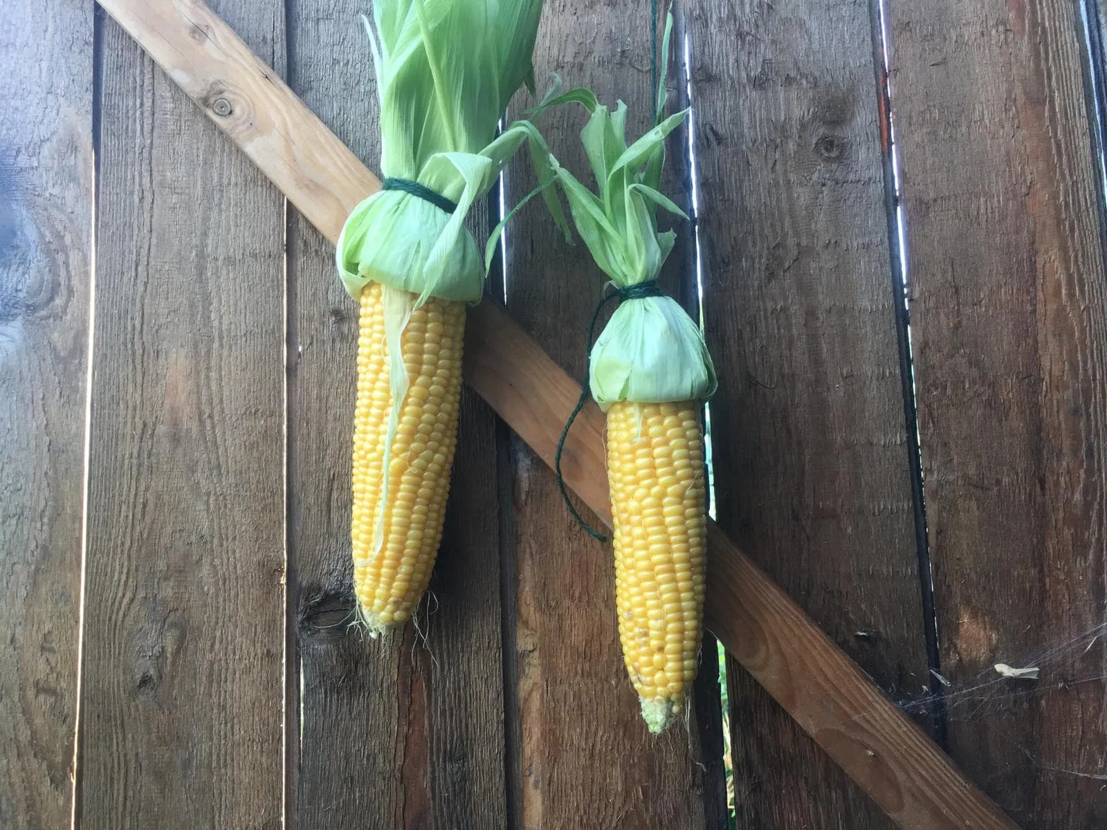 Sweetcorn hanging up to dry in the shed.