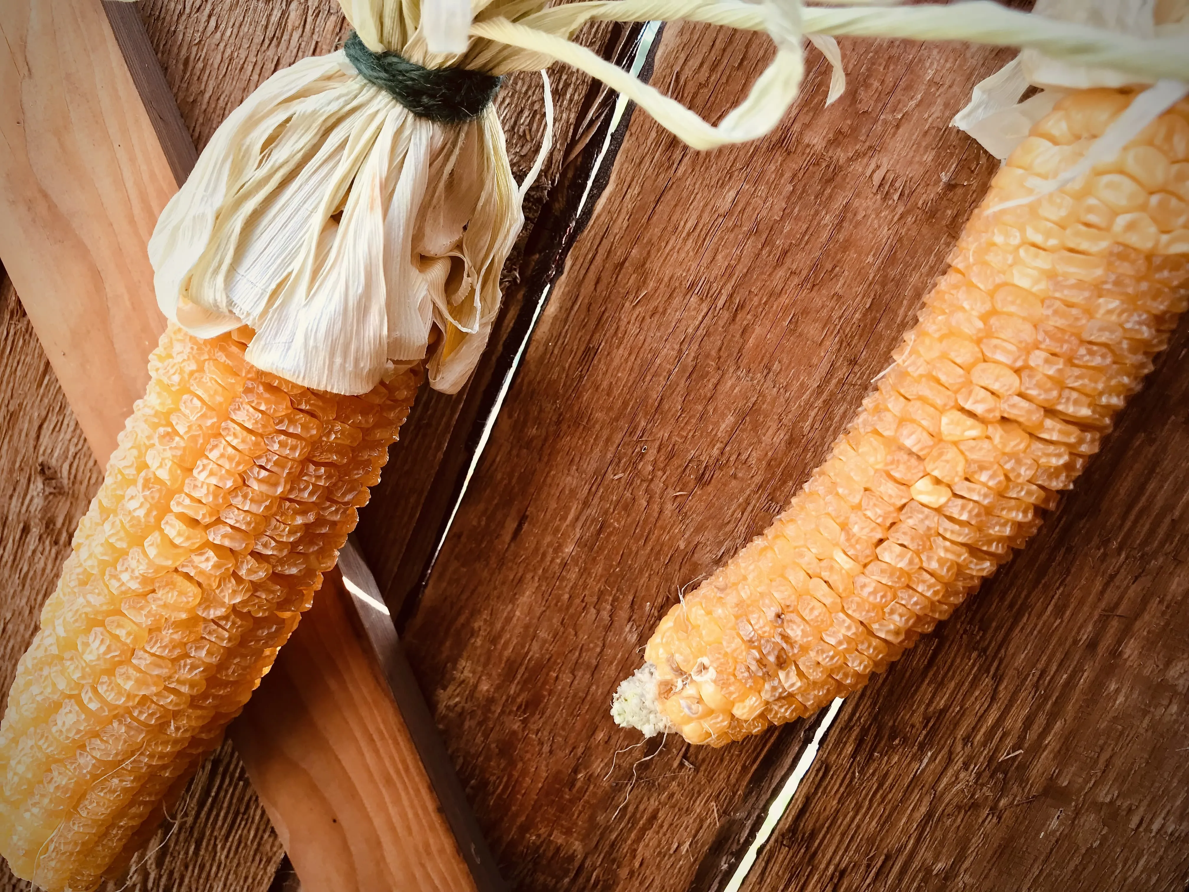 Sweetcorn drying out in the shed.