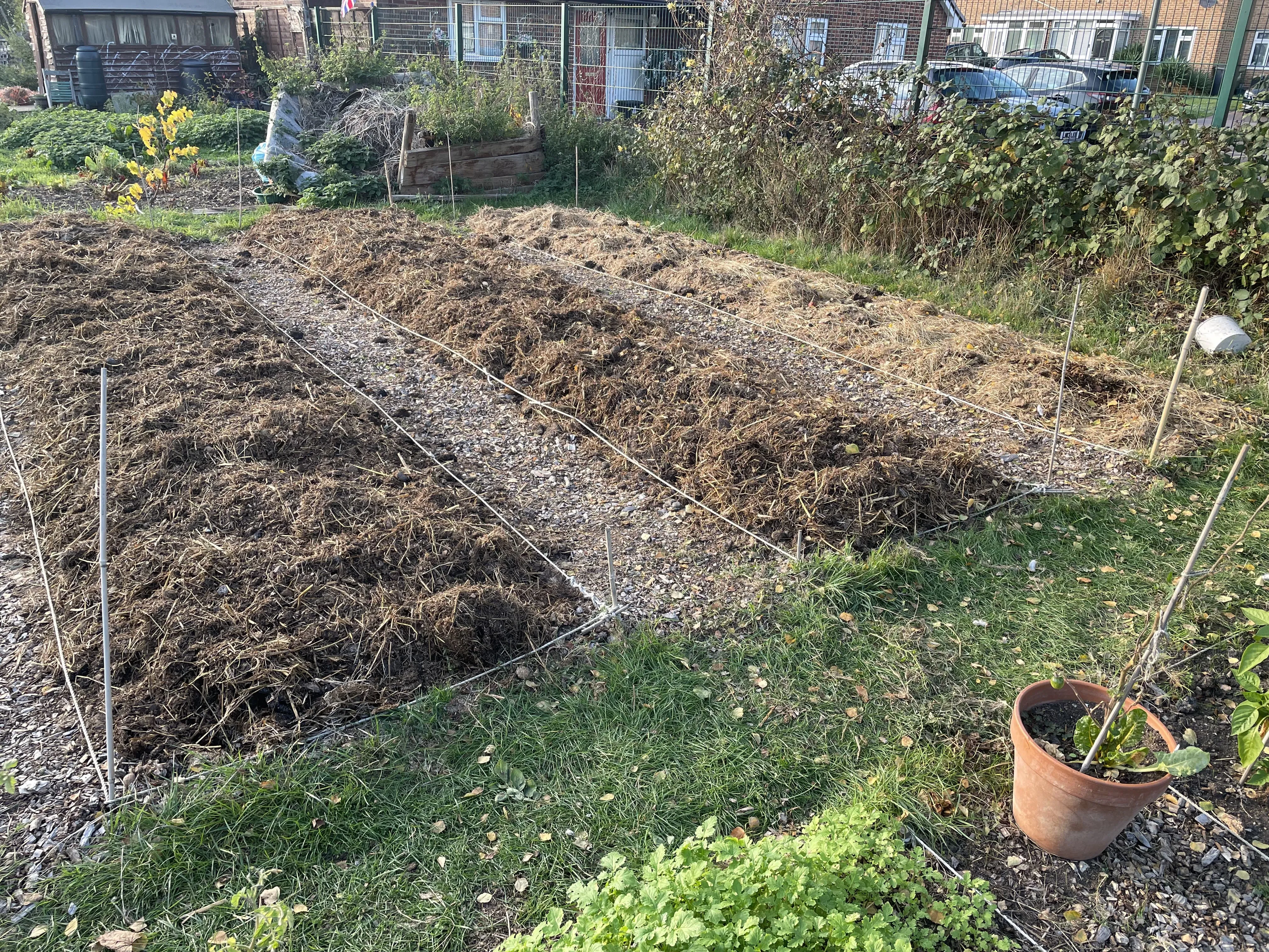 Potato beds covered with manure on the allotment.