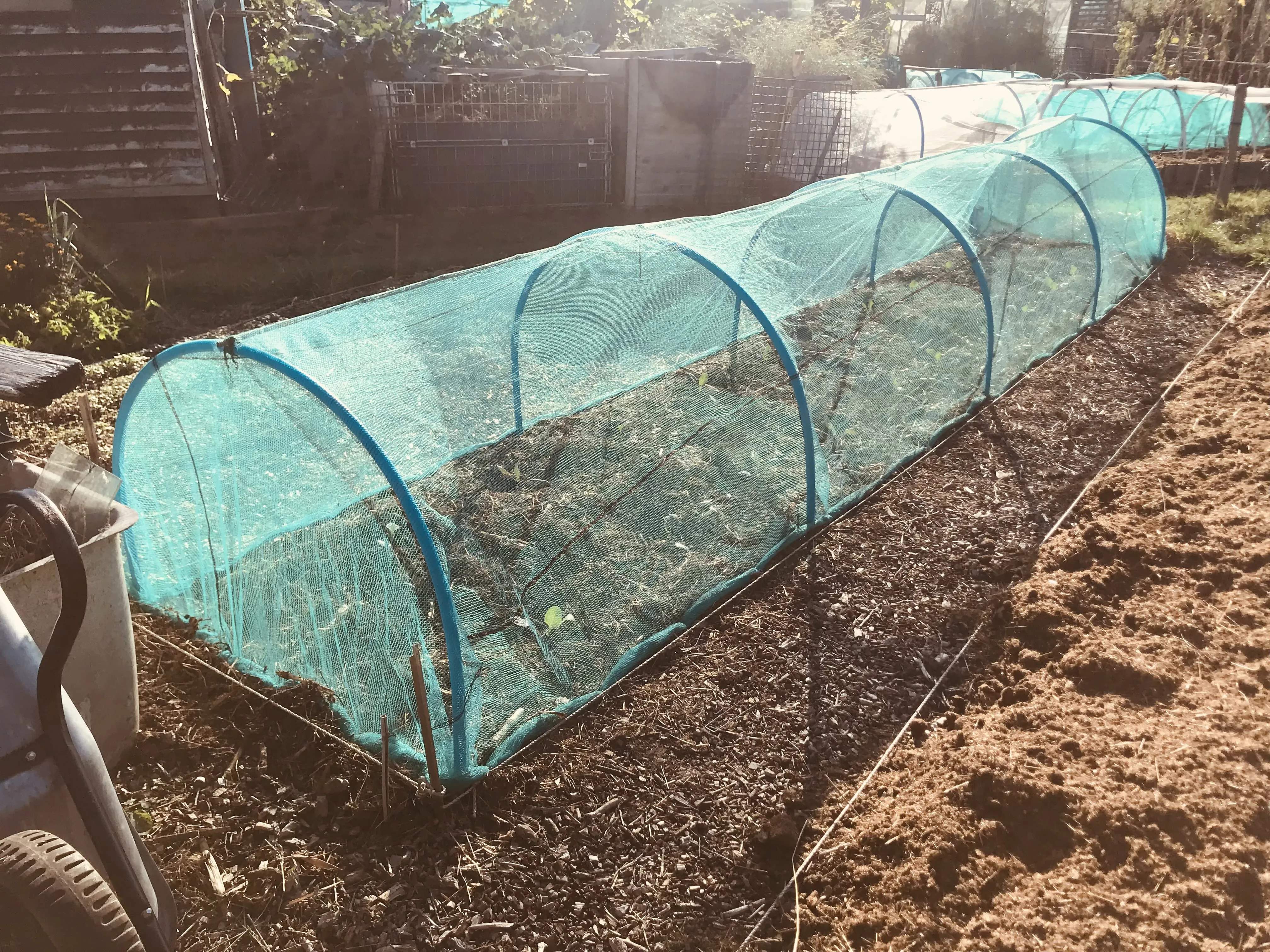 Cabbages in for over wintering.